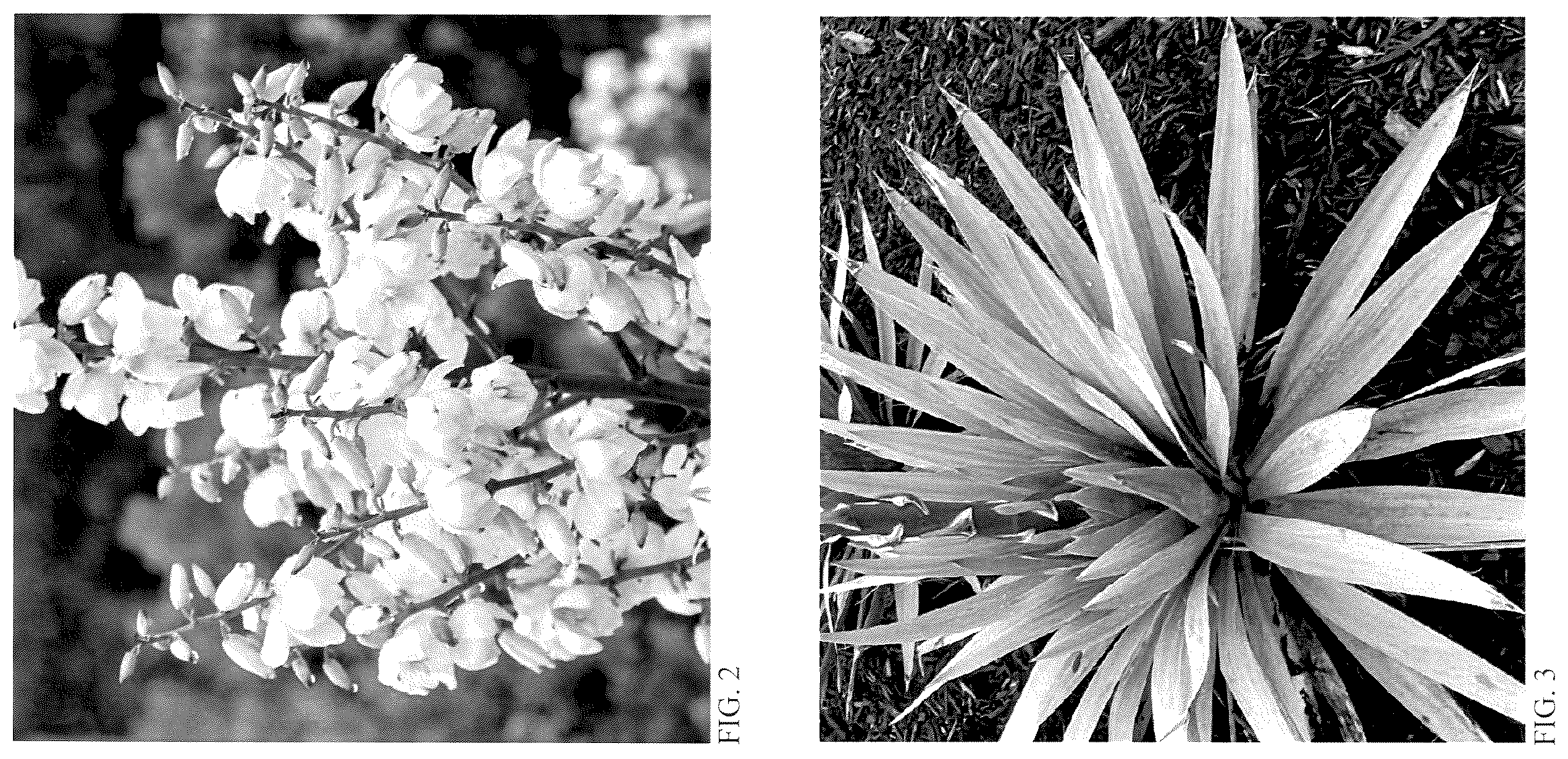 Patent USPP036889 Figure 2 – Yucca plant named ‘Dragon Slayer’