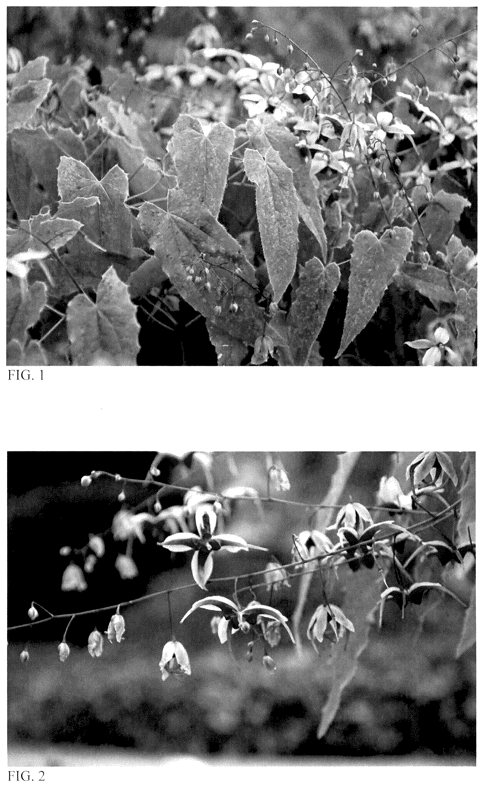 Patent USPP036890 Figure 1 – Epimedium plant named ‘Wisteria Falls’