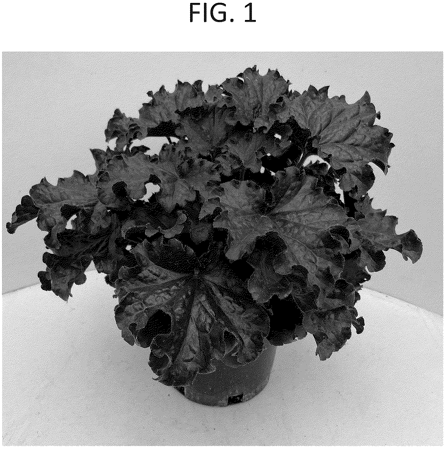 Patent USPP036891 Figure 1 – Heuchera plant named ‘Midnight’