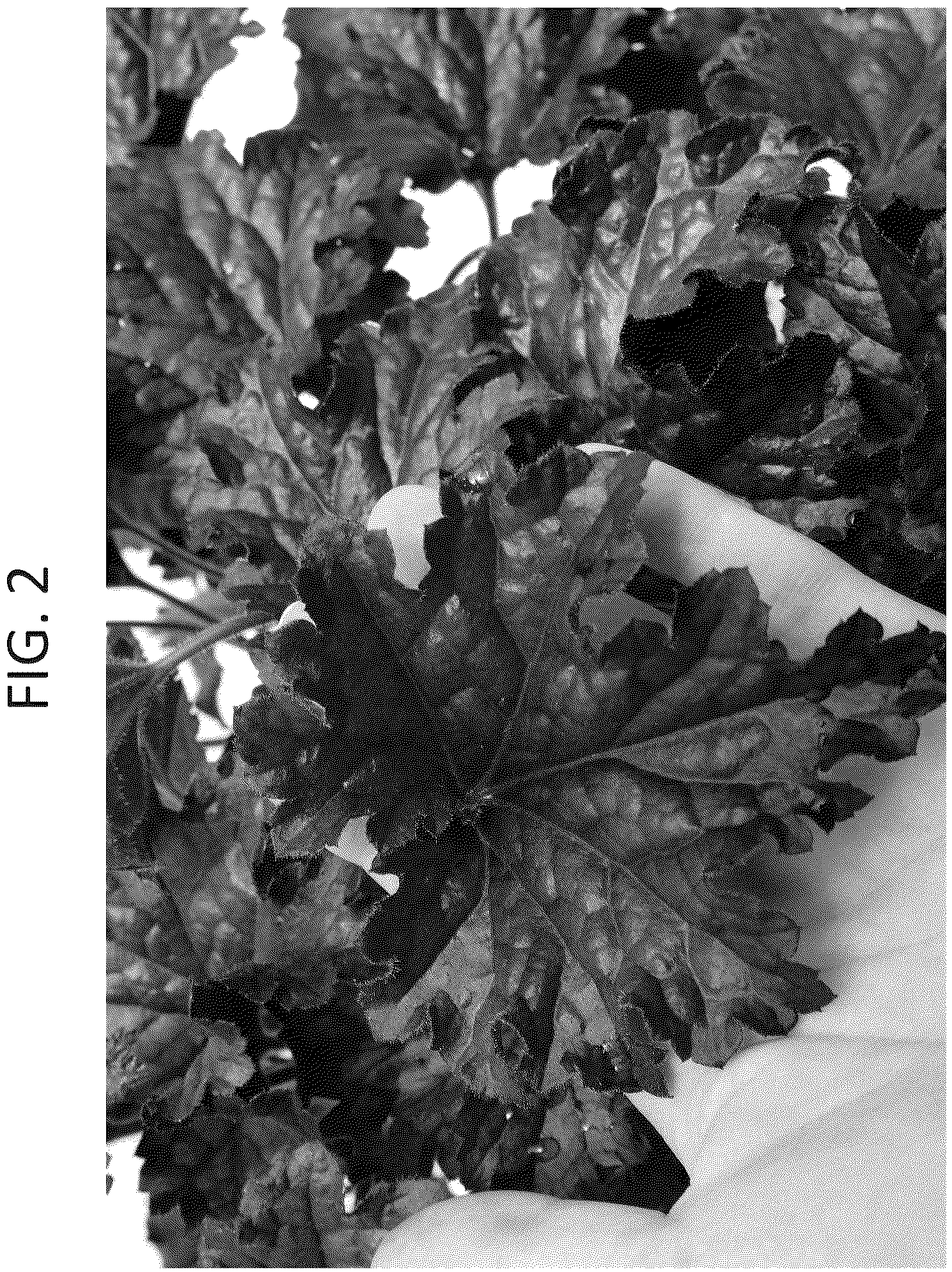 Patent USPP036891 Figure 2 – Heuchera plant named ‘Midnight’