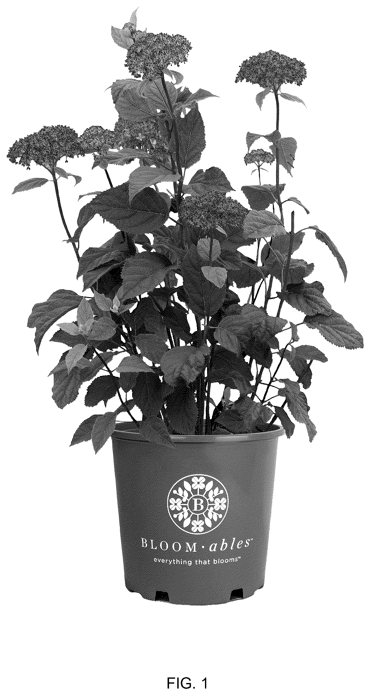 Patent USPP036899 Figure 1 – Hydrangea plant named ‘3792resgea’