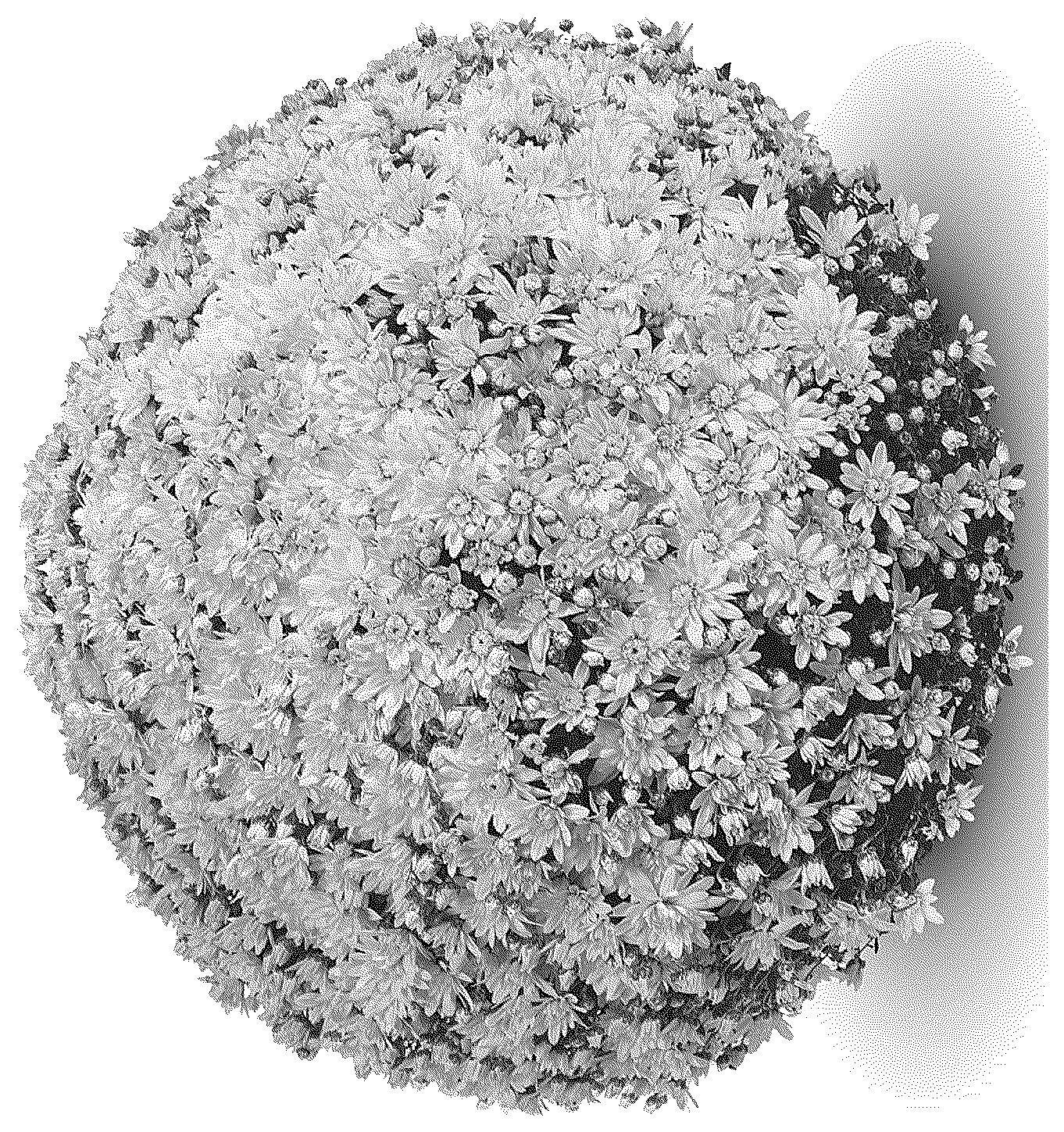 Patent USPP036900 — Chrysanthemum plant named ‘G24MAG04YE’ — Figure 1
