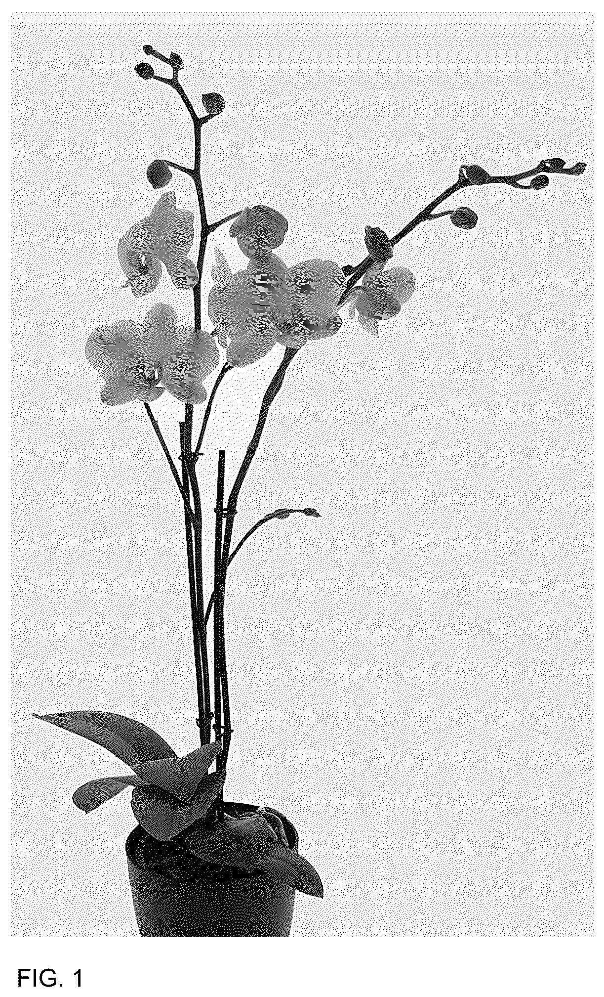 Patent USPP036901 Figure 1 – Phalaenopsis plant named ‘Sister Sunshine’