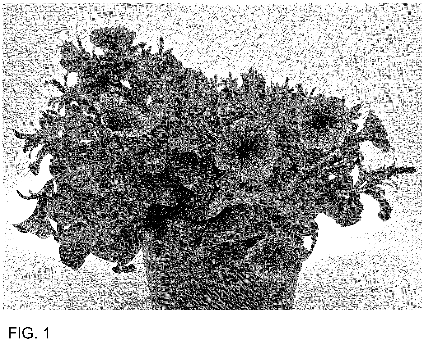Patent USPP036902 Figure 1 – Petunia plant named ‘WGPETSMVPV25’