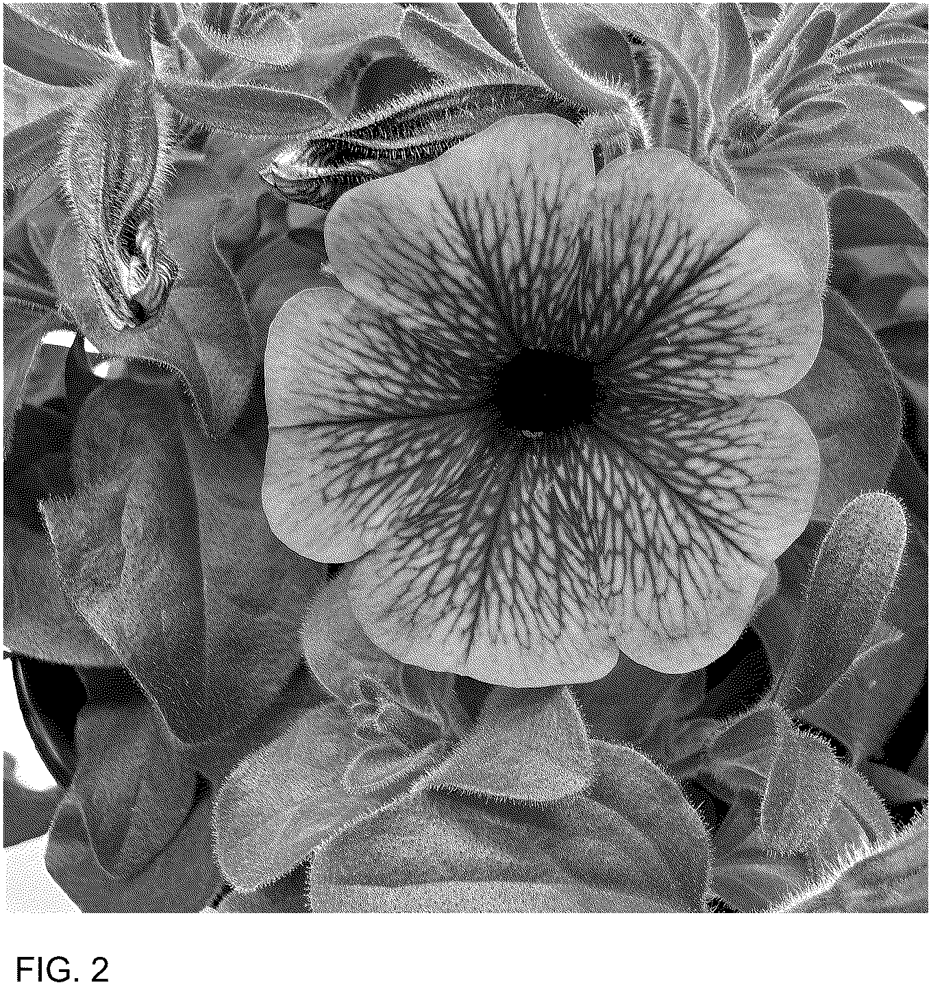 Patent USPP036902 Figure 2 – Petunia plant named ‘WGPETSMVPV25’