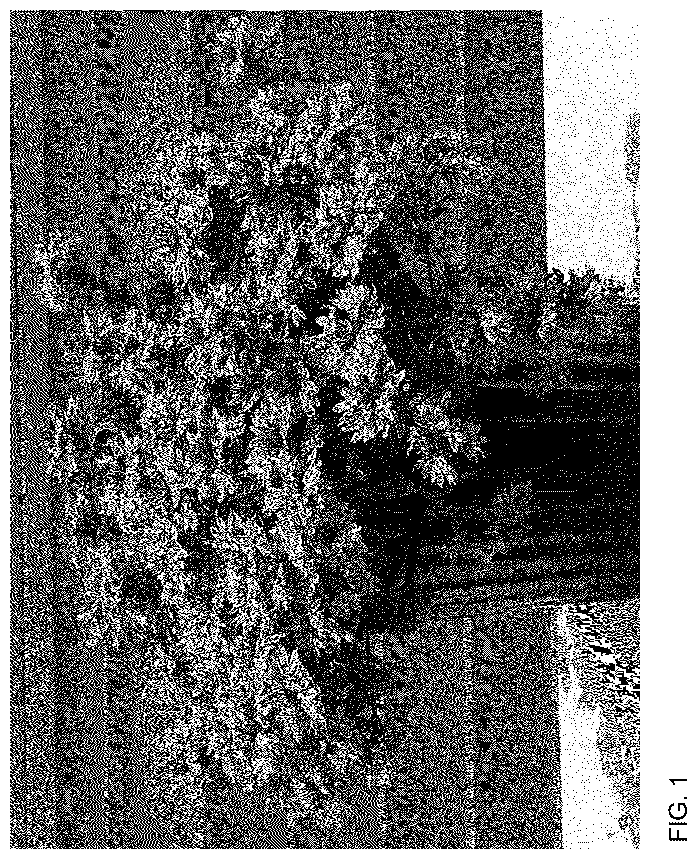 Patent USPP036903 Figure 1 – Scaevola plant named ‘Bonsc 19151’