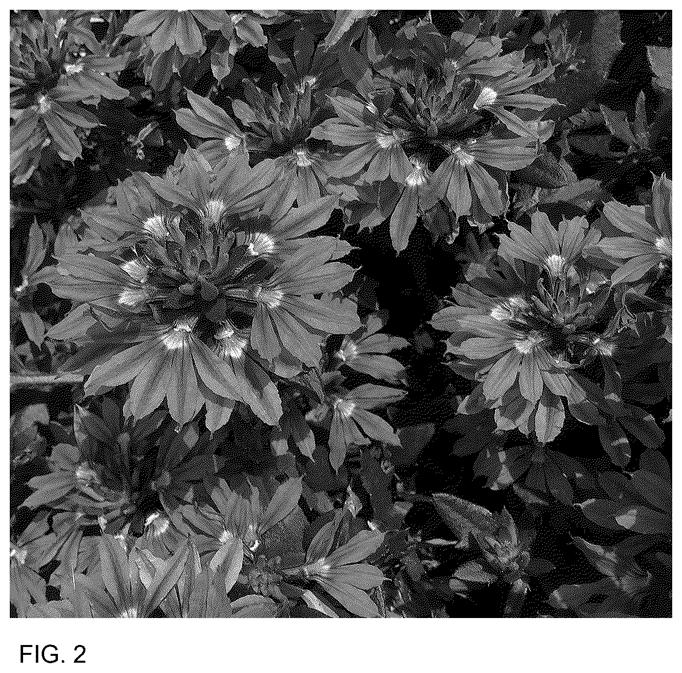 Patent USPP036903 Figure 2 – Scaevola plant named ‘Bonsc 19151’