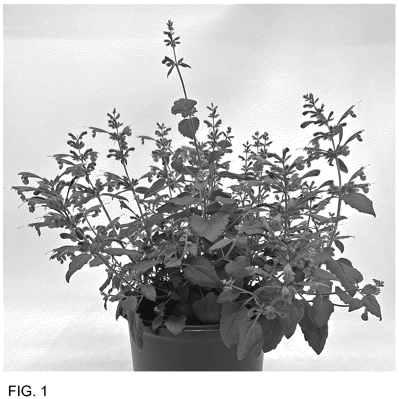 Patent USPP036904 Figure 1 – Agastache plant named ‘G19131’