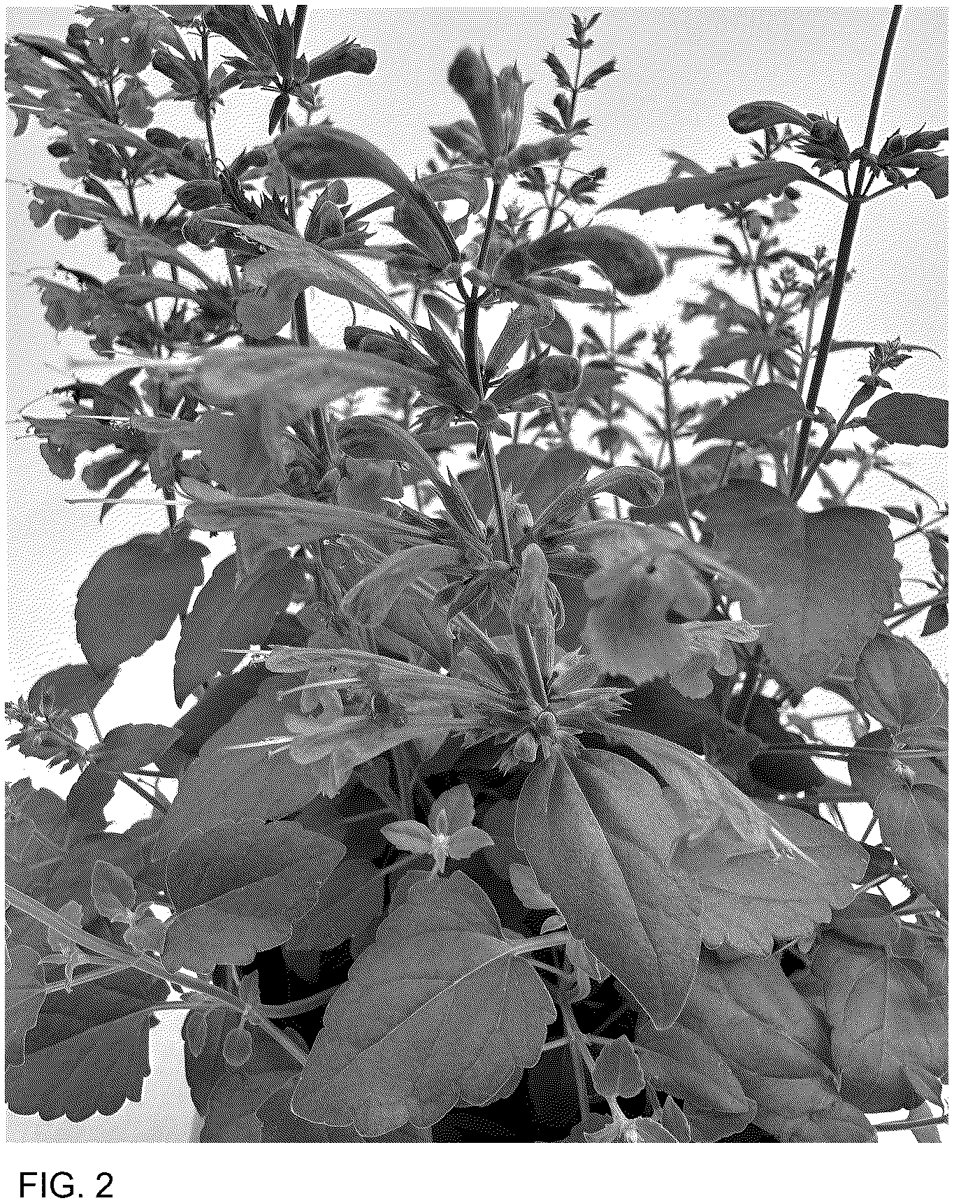 Patent USPP036904 Figure 2 – Agastache plant named ‘G19131’