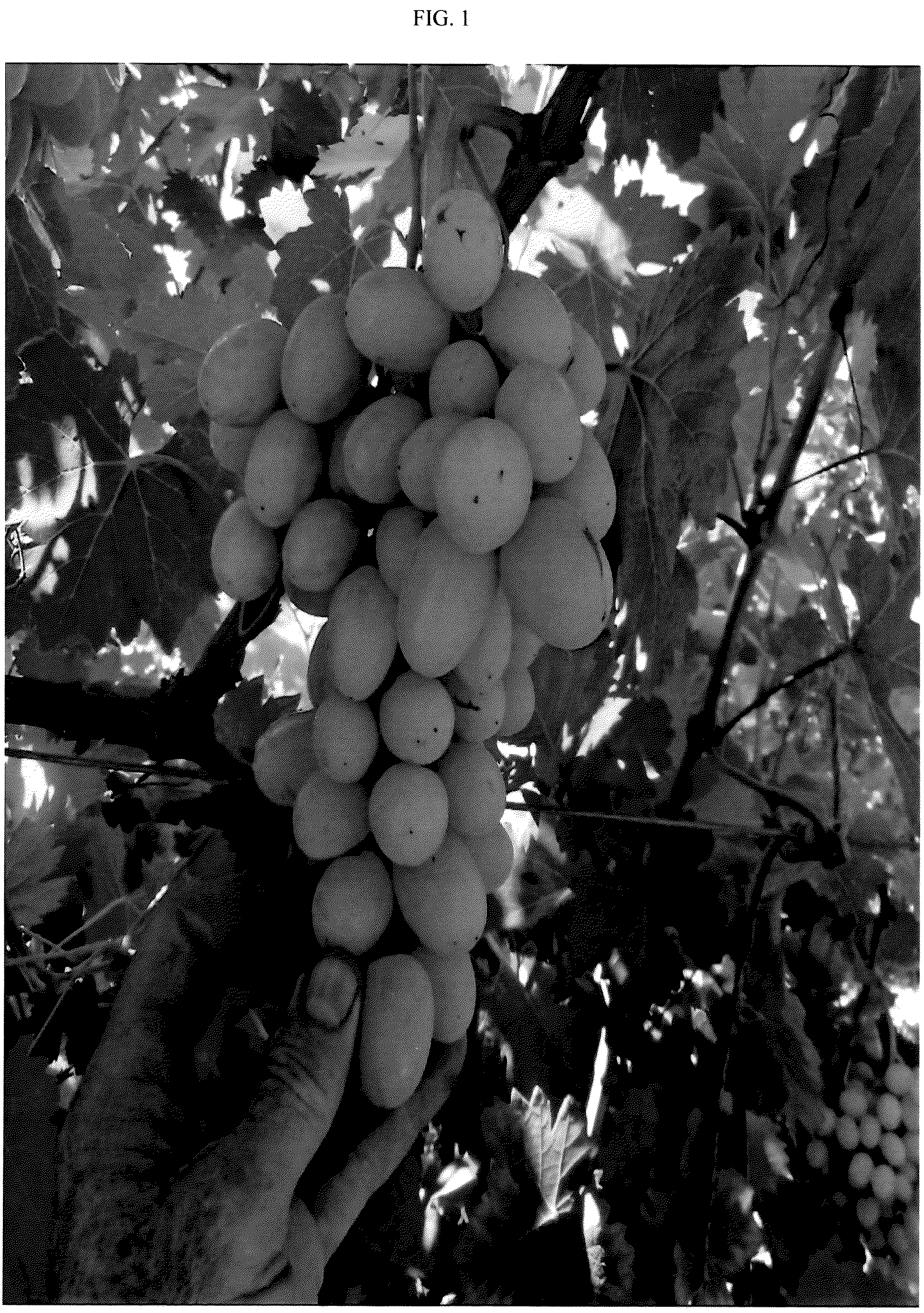 Patent USPP036983 Figure 1 – Grapevine named ‘SV35-206-150’