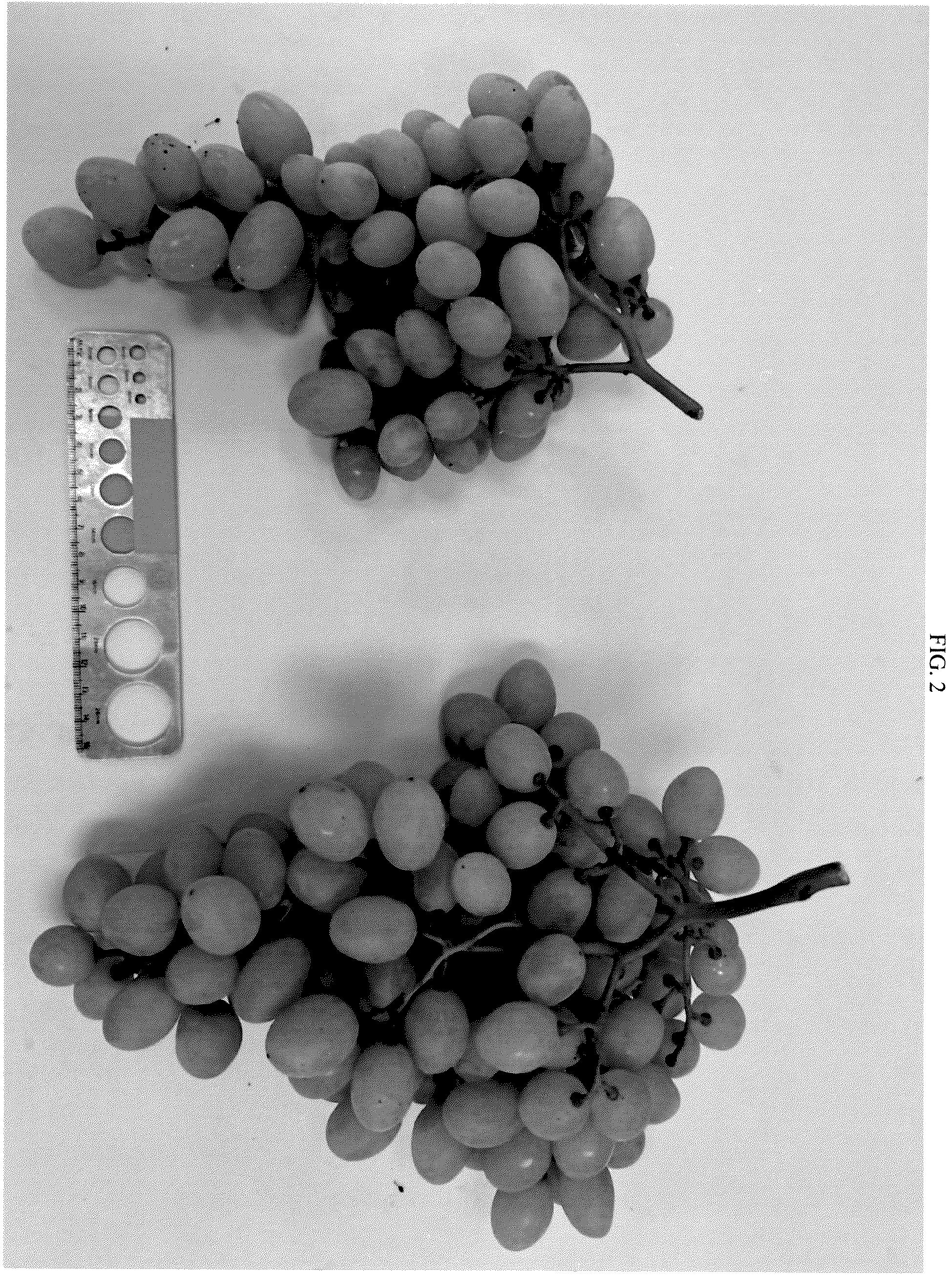 Patent USPP036983 Figure 2 – Grapevine named ‘SV35-206-150’