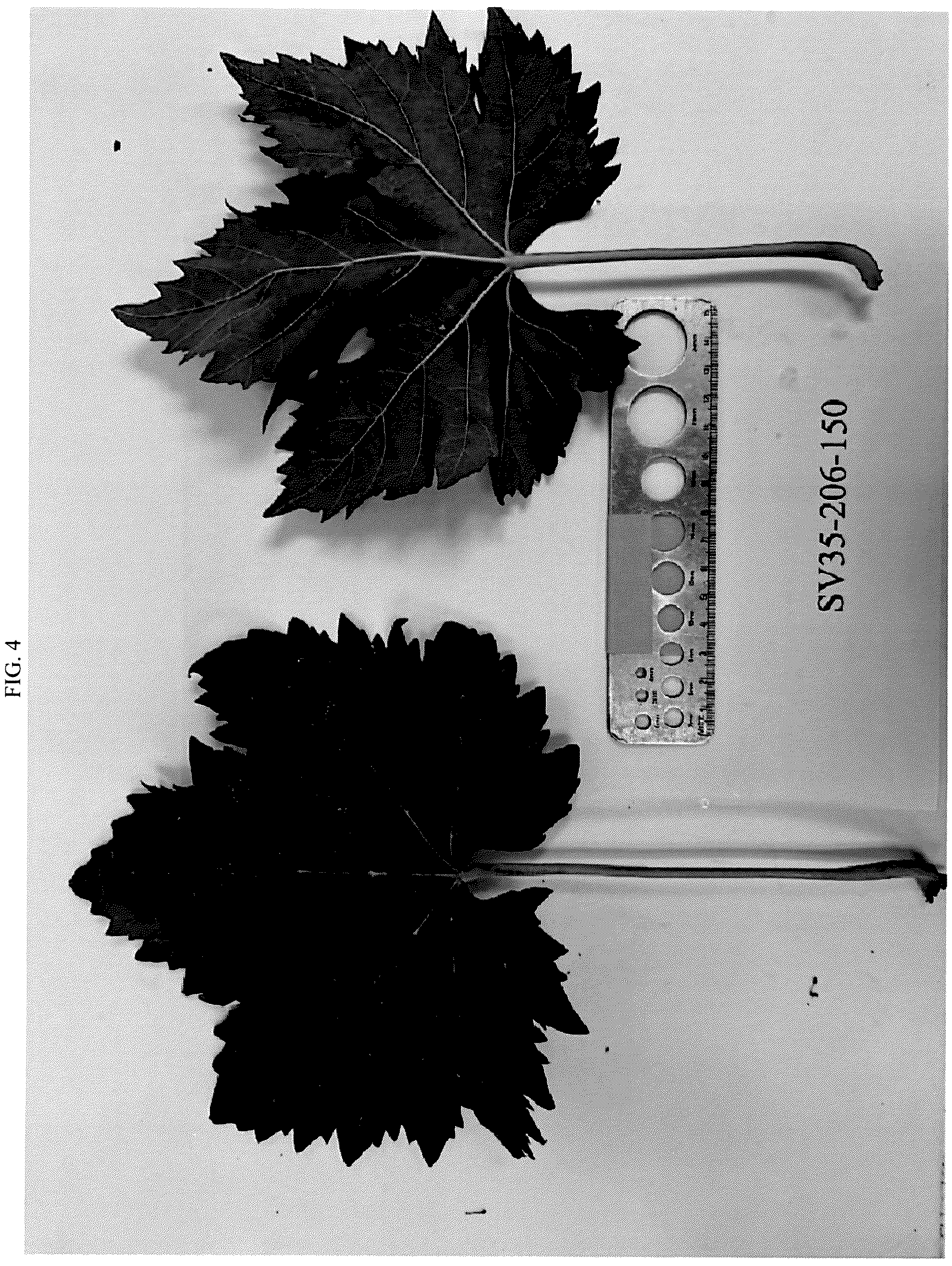 Patent USPP036983 Figure 4 – Grapevine named ‘SV35-206-150’