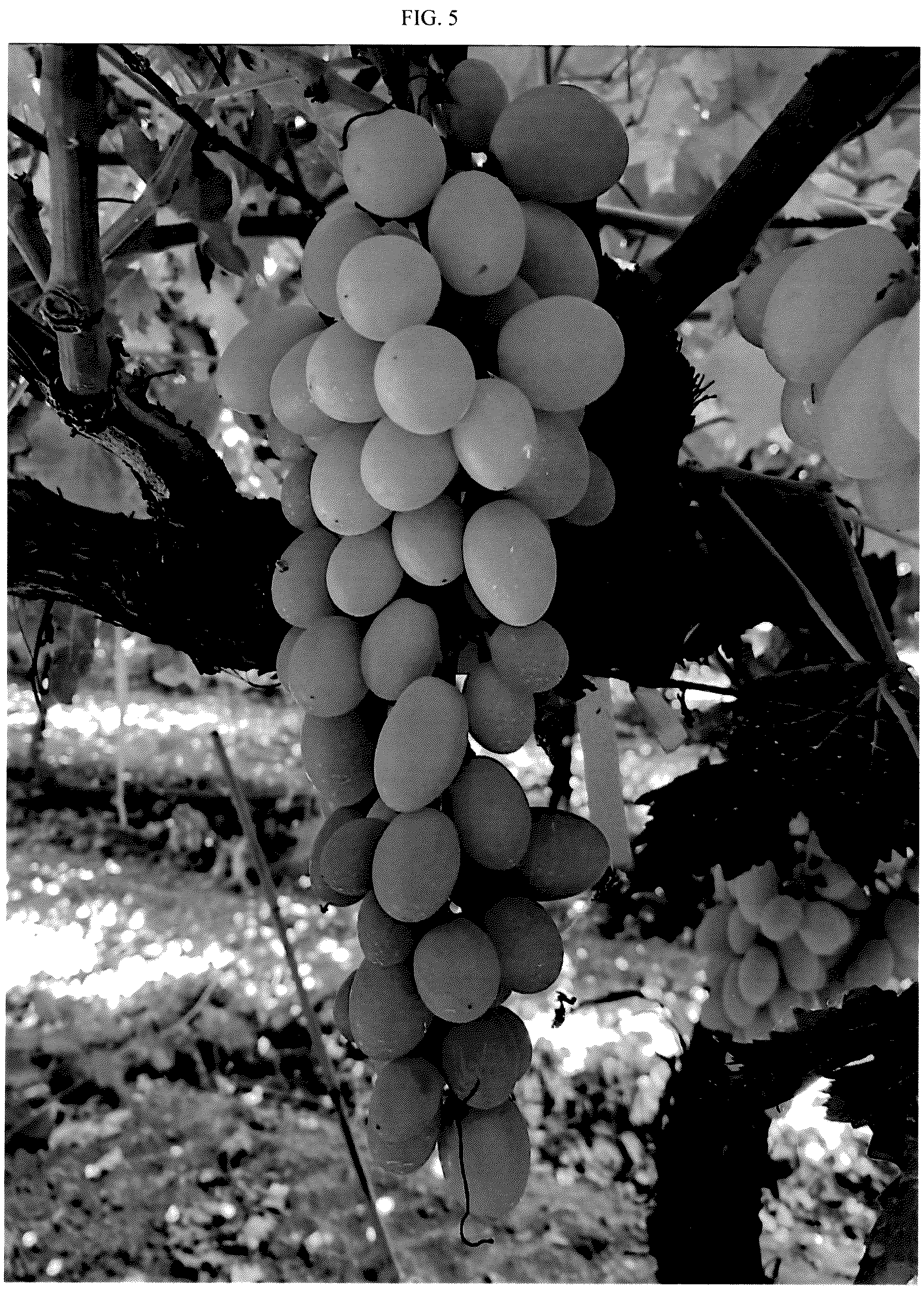 Patent USPP036983 Figure 5 – Grapevine named ‘SV35-206-150’