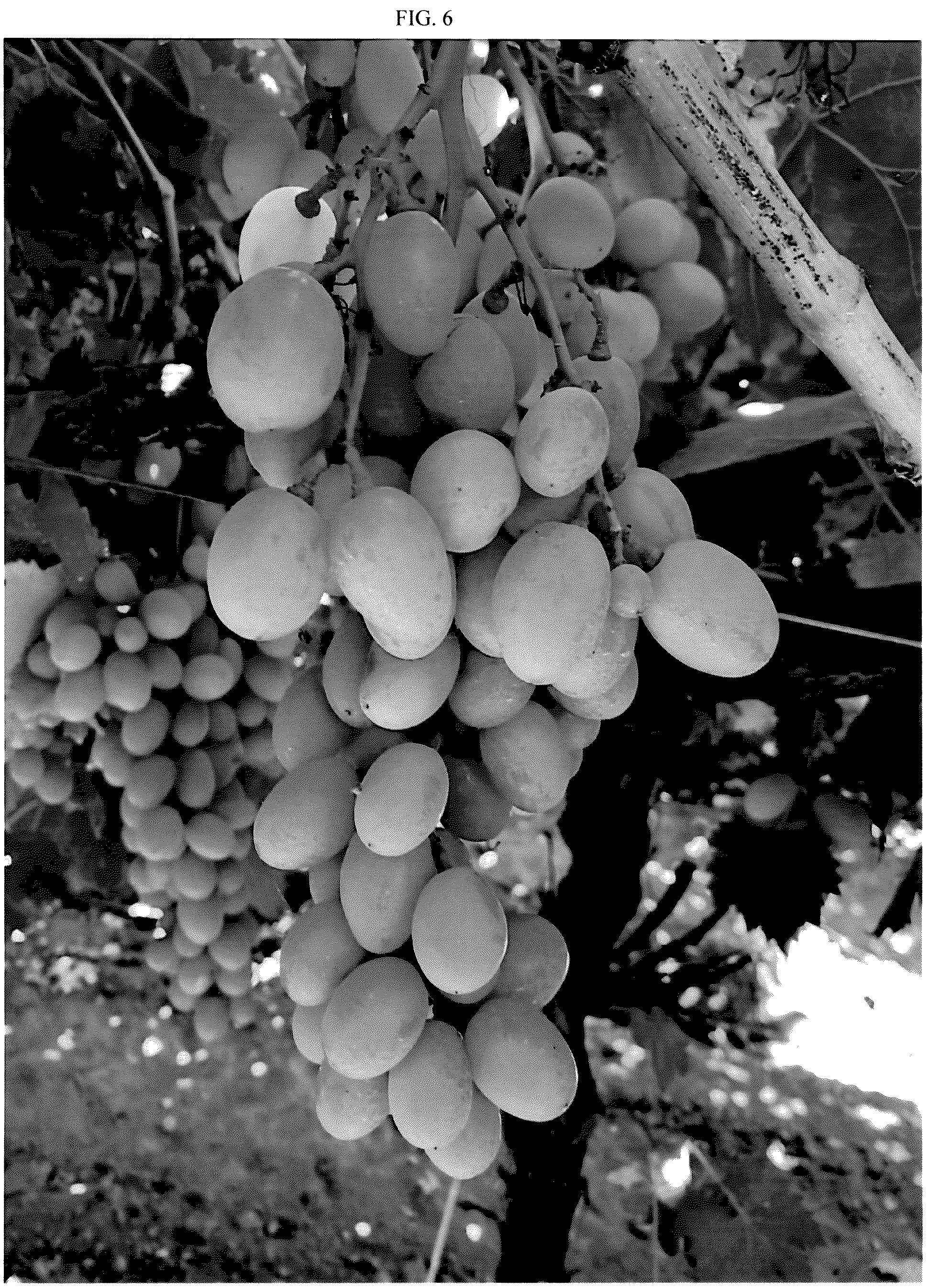 Patent USPP036983 Figure 6 – Grapevine named ‘SV35-206-150’