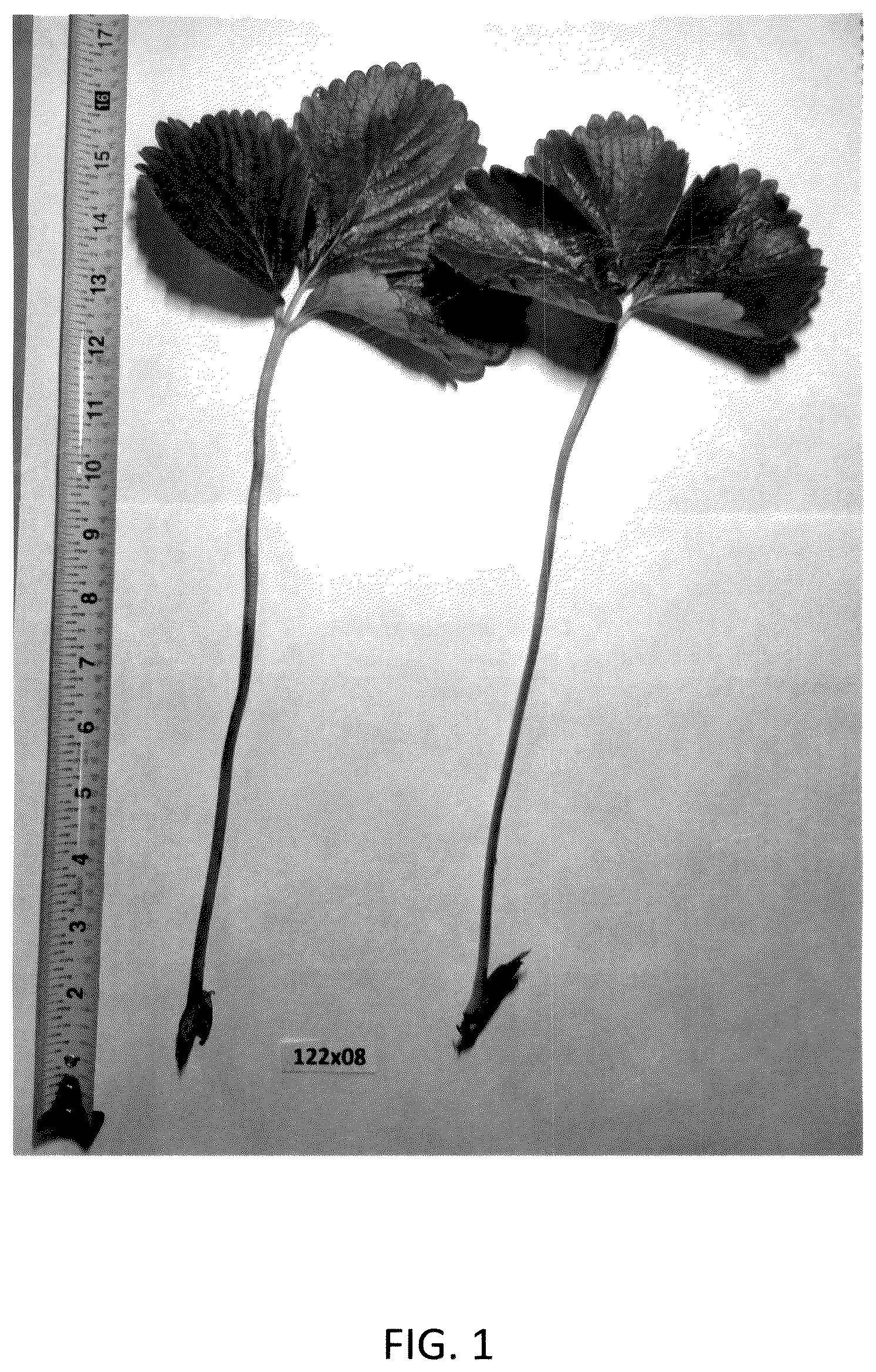 Patent USPP036984 Figure 1 – Strawberry plant named ‘GF Belle’