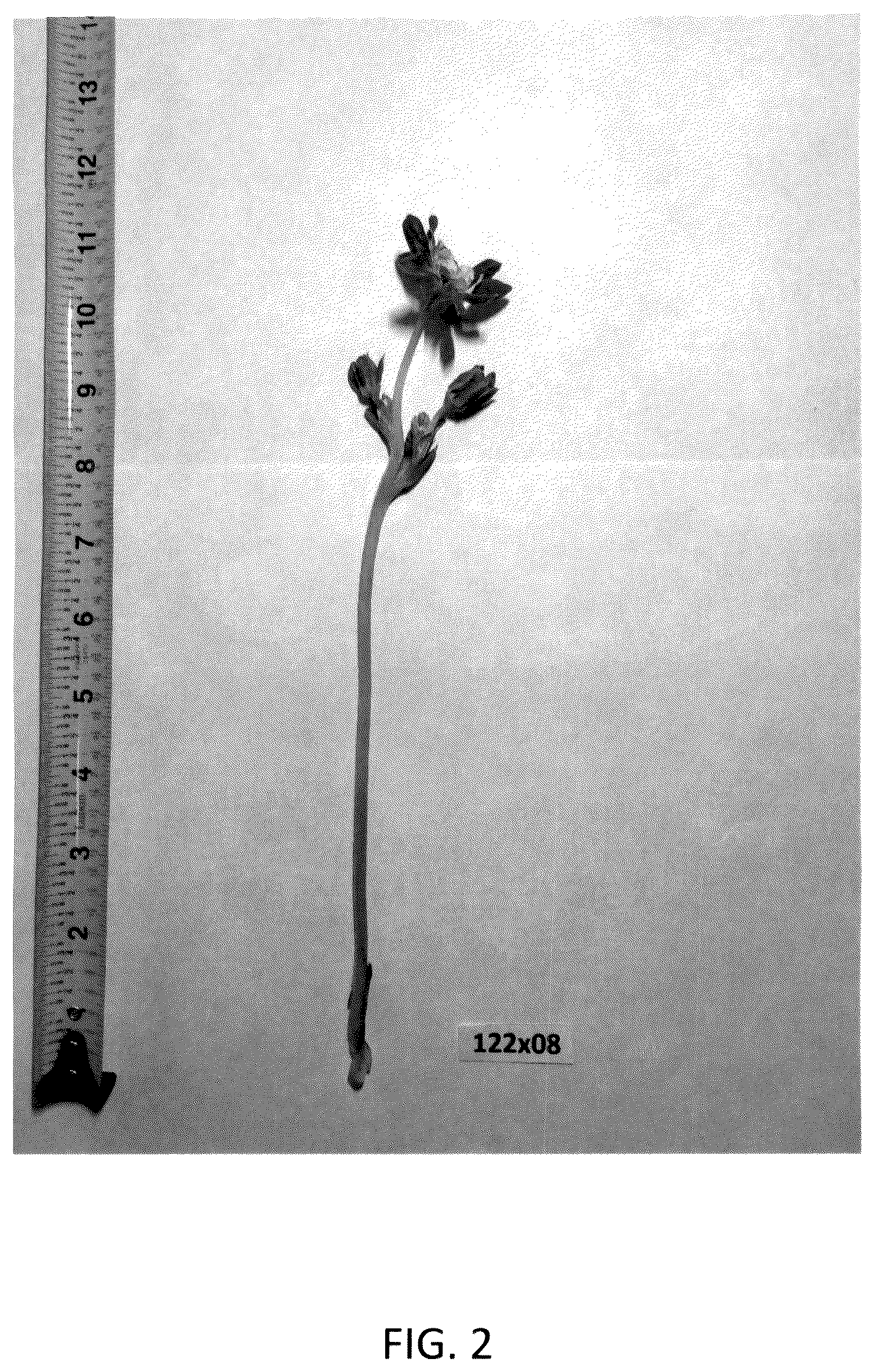 Patent USPP036984 Figure 2 – Strawberry plant named ‘GF Belle’