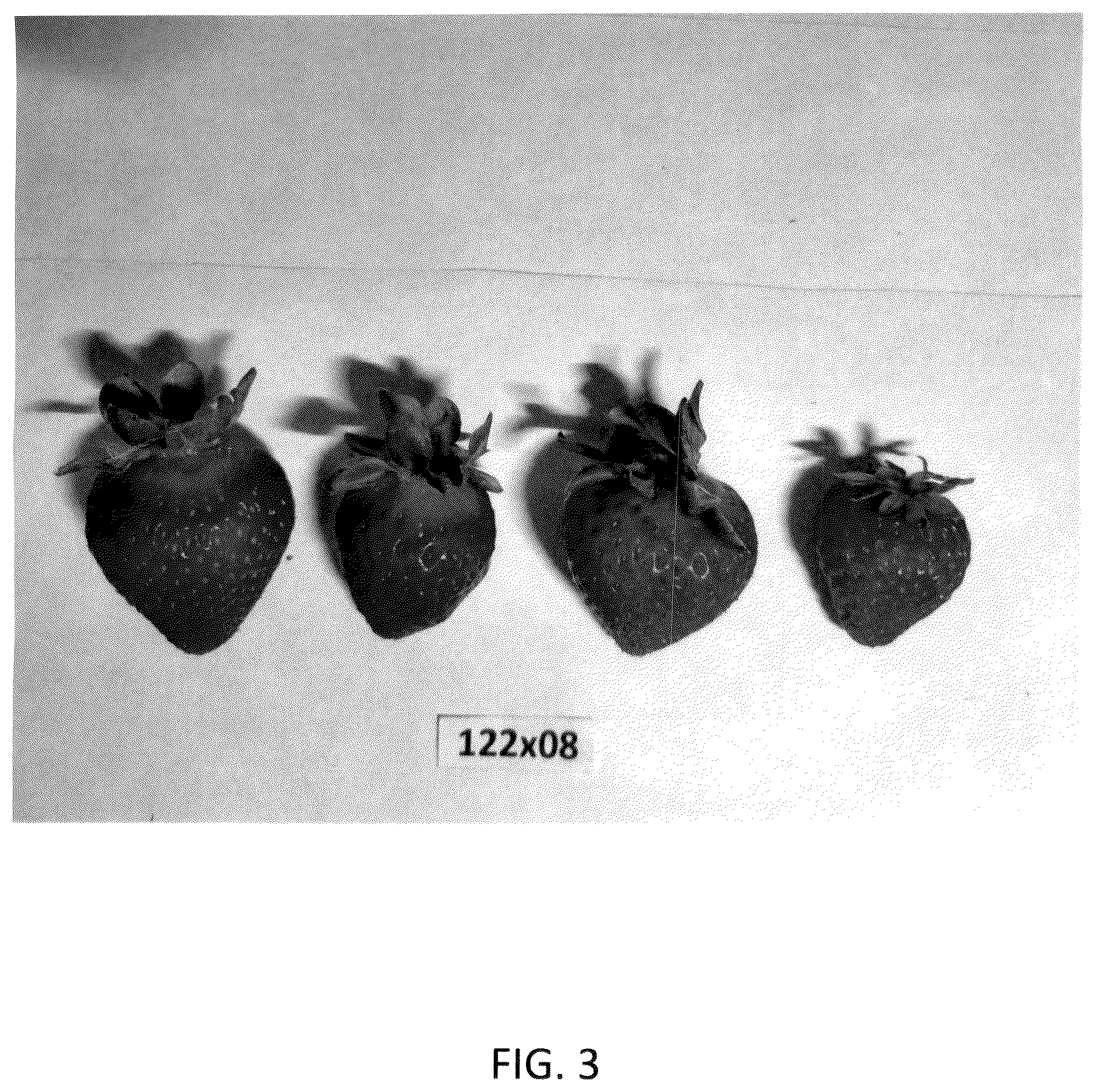Patent USPP036984 Figure 3 – Strawberry plant named ‘GF Belle’