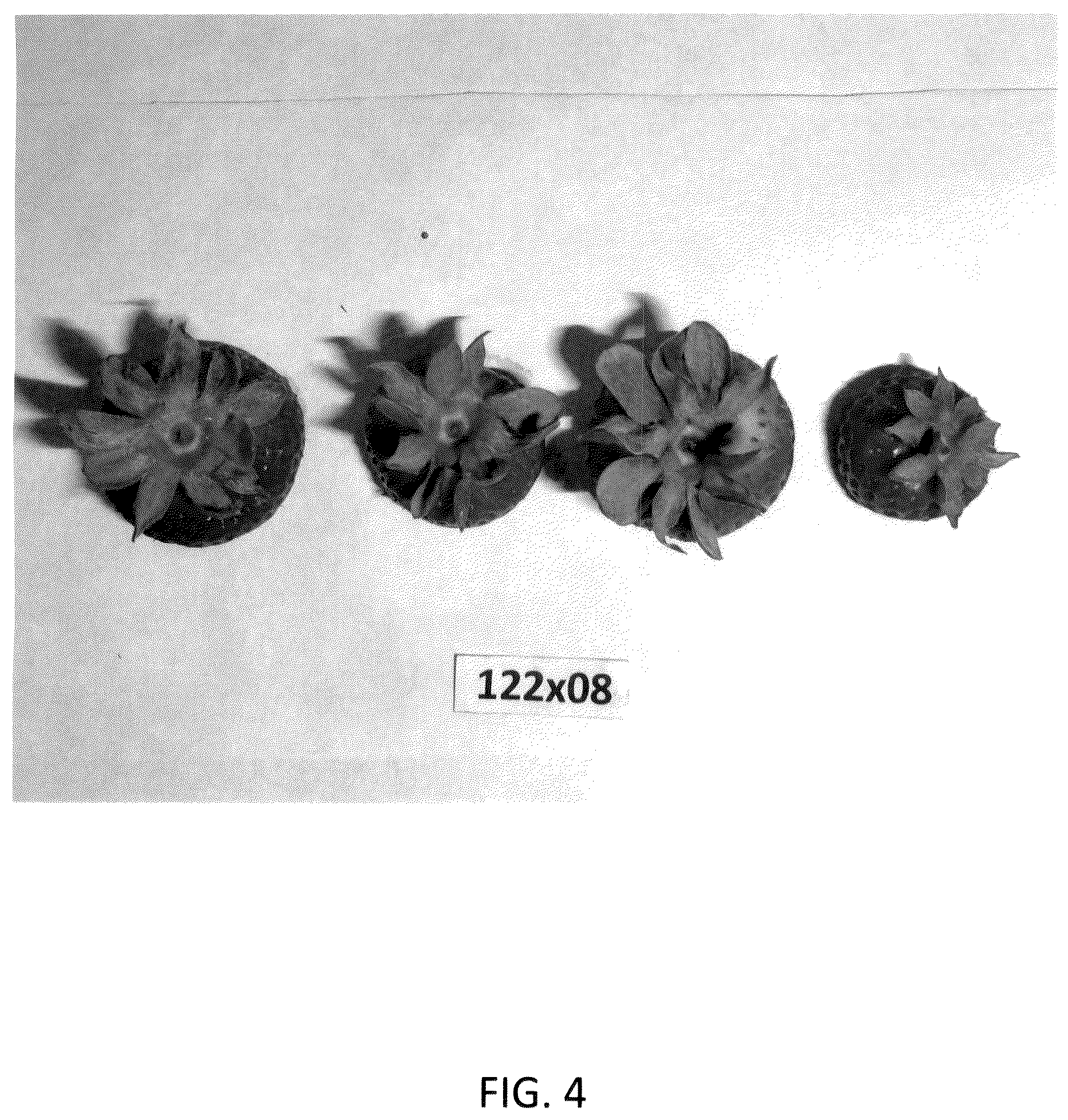 Patent USPP036984 Figure 4 – Strawberry plant named ‘GF Belle’