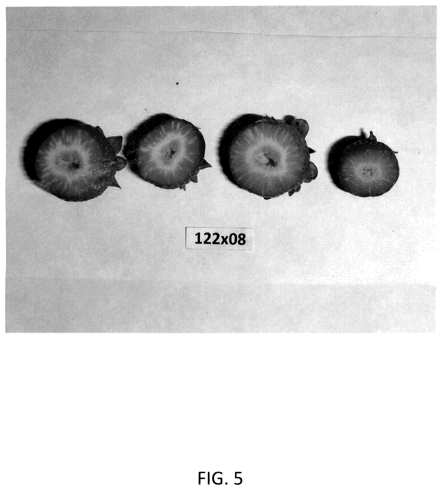 Patent USPP036984 Figure 5 – Strawberry plant named ‘GF Belle’