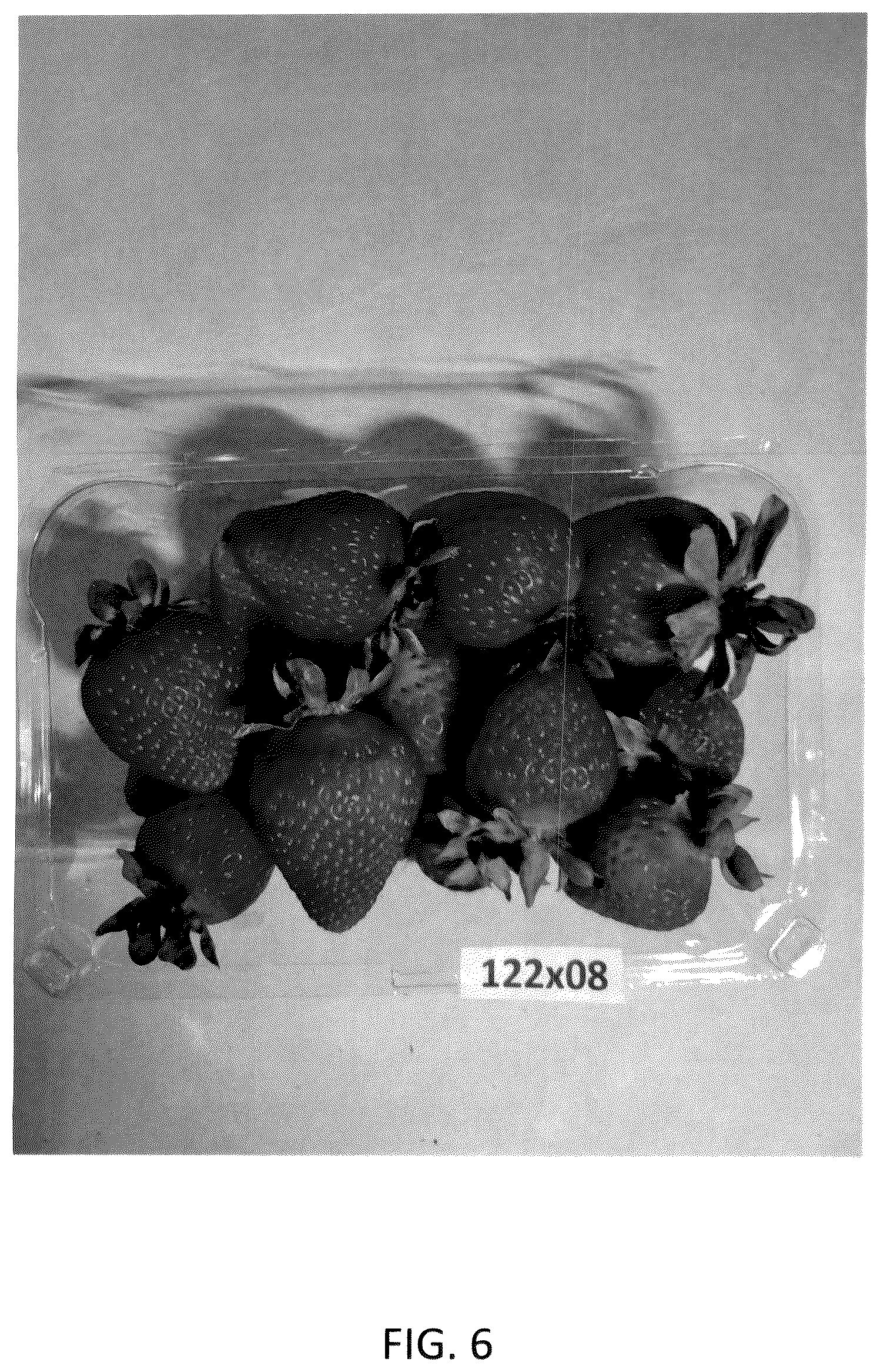 Patent USPP036984 Figure 6 – Strawberry plant named ‘GF Belle’