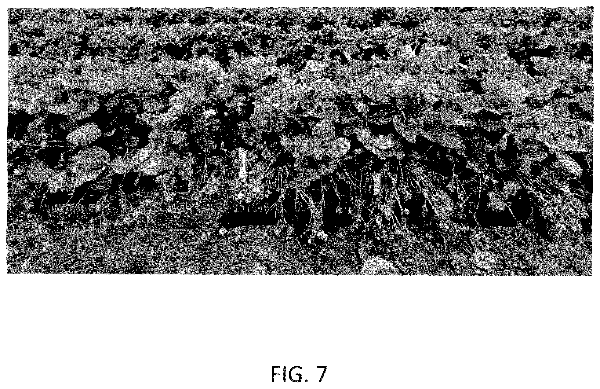 Patent USPP036984 Figure 7 – Strawberry plant named ‘GF Belle’