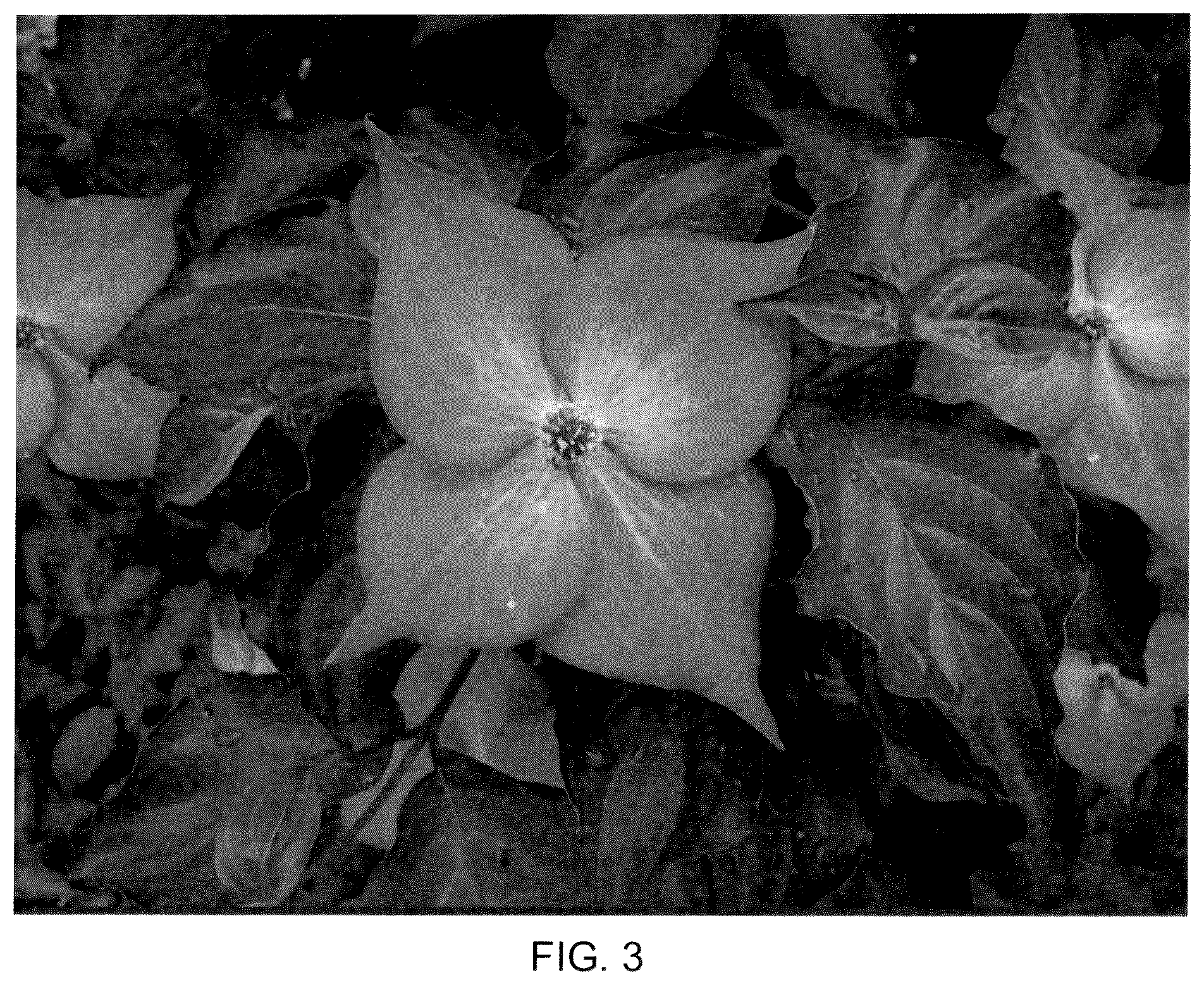 Patent USPP036985 Figure 3 – Cornus tree named ‘Rutglow’