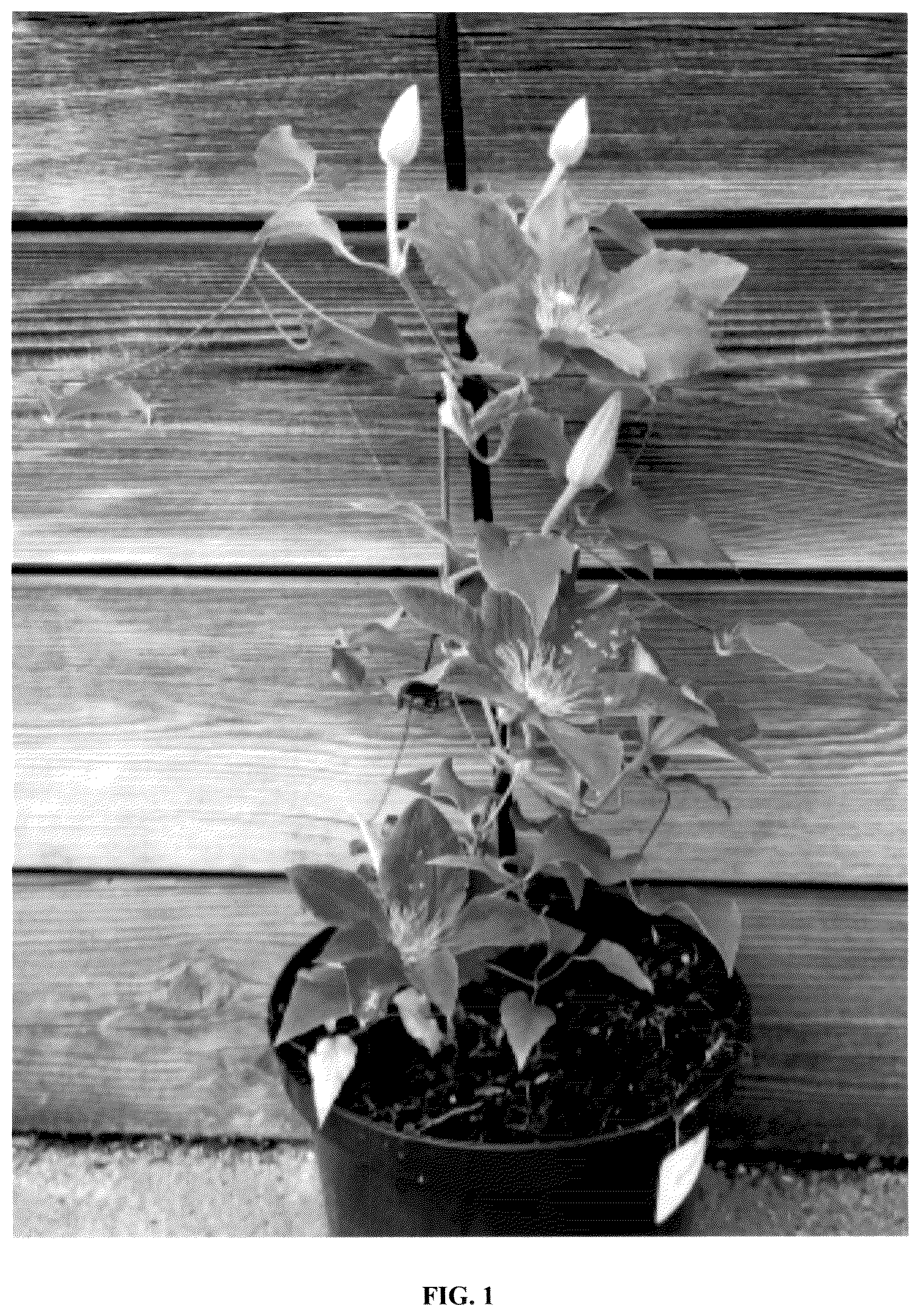 Patent USPP036986 Figure 1 – Clematis plant named ‘EviGsy155’