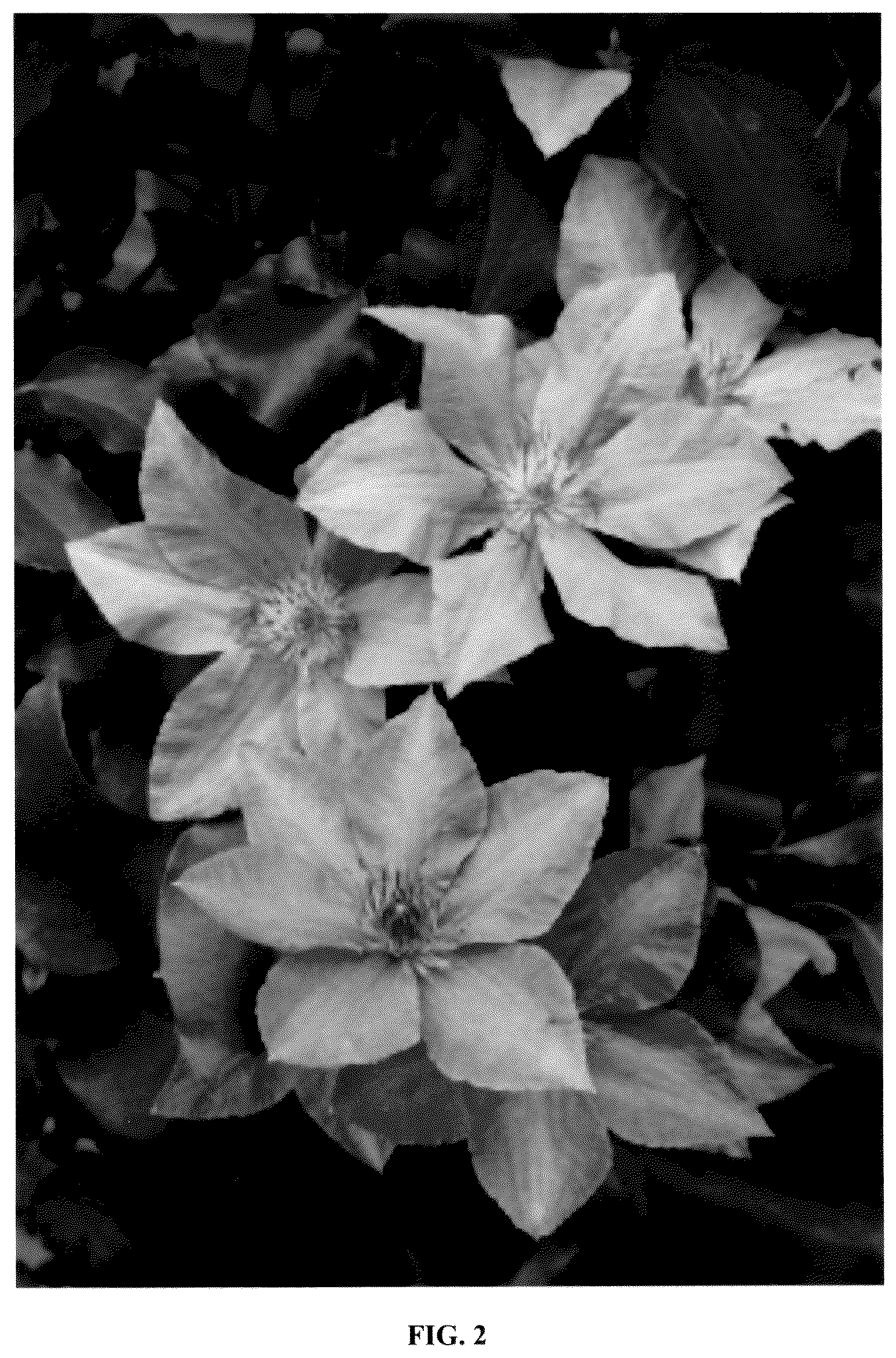 Patent USPP036986 Figure 2 – Clematis plant named ‘EviGsy155’