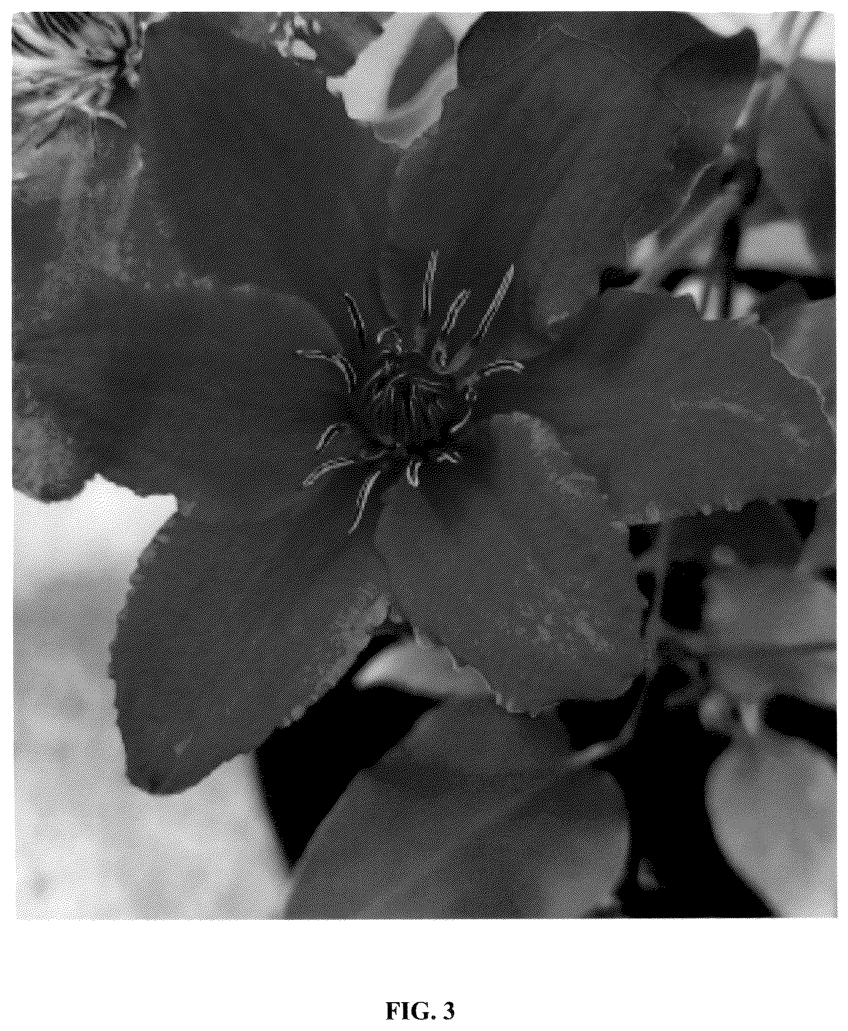 Patent USPP036986 Figure 3 – Clematis plant named ‘EviGsy155’