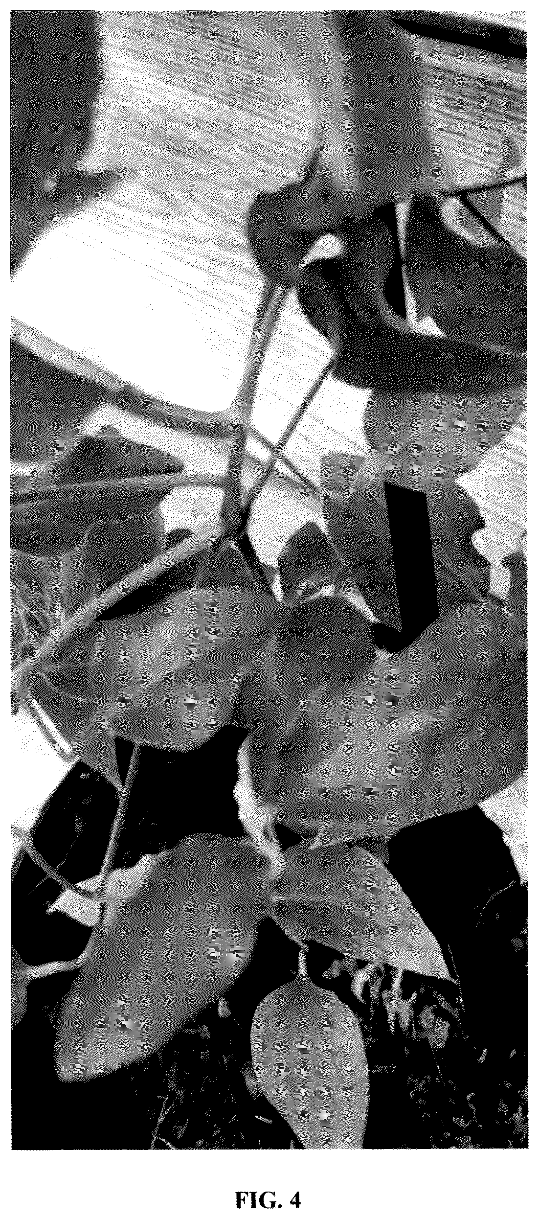 Patent USPP036986 Figure 4 – Clematis plant named ‘EviGsy155’