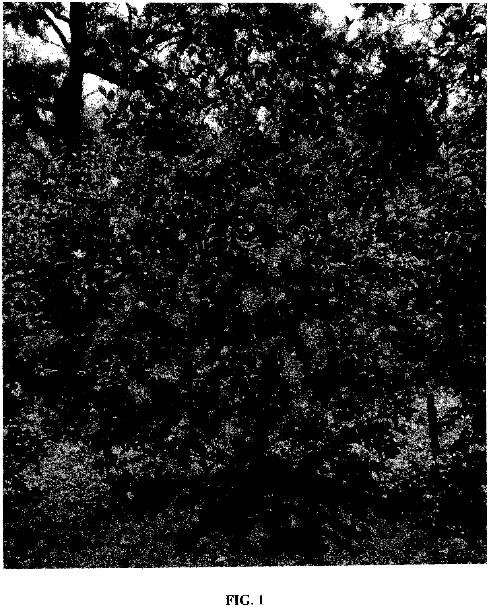 Patent USPP036987 Figure 1 – Camellia plant named ‘GREEN 01-019’