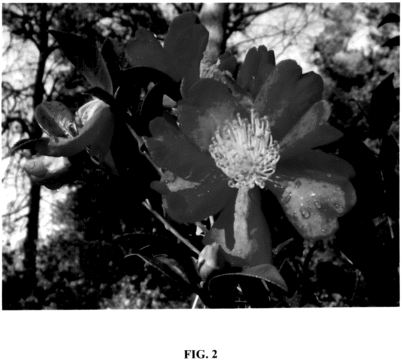 Patent USPP036987 Figure 2 – Camellia plant named ‘GREEN 01-019’