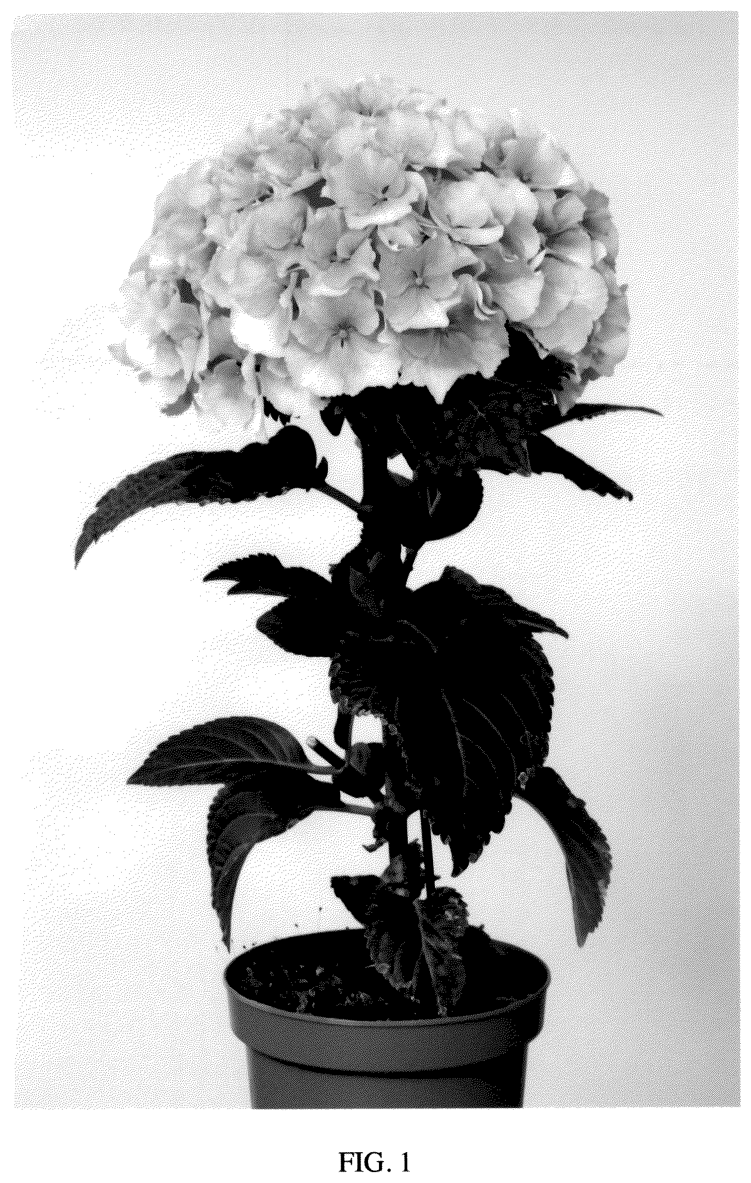 Patent USPP036988 Figure 1 – Hydrangea plant named ‘Perla34396’