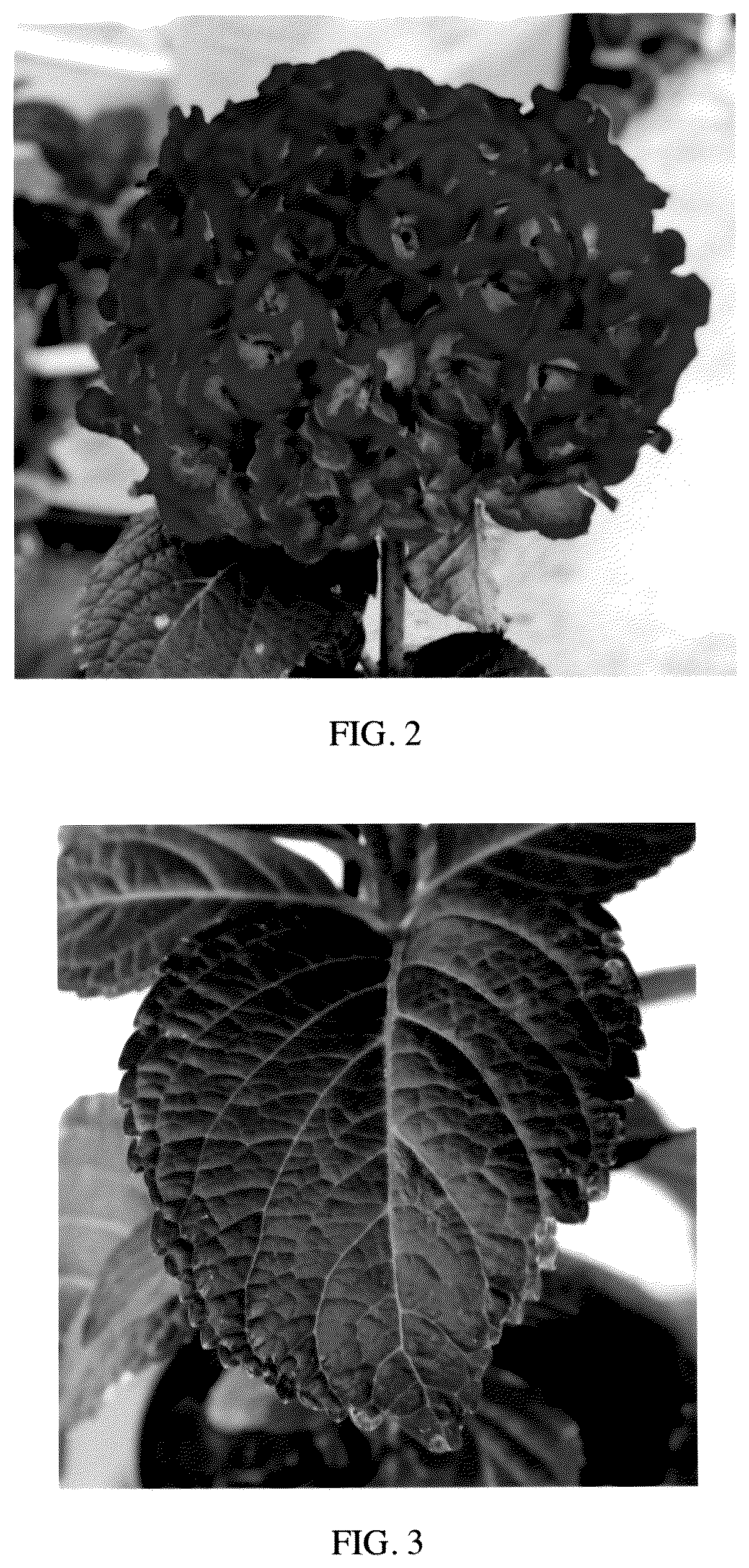 Patent USPP036988 Figure 2 – Hydrangea plant named ‘Perla34396’