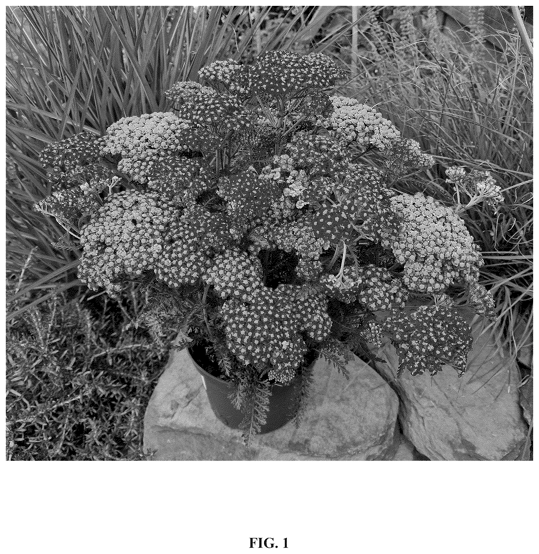 Patent USPP036989 Figure 1 – Achillea plant named ‘Versred’