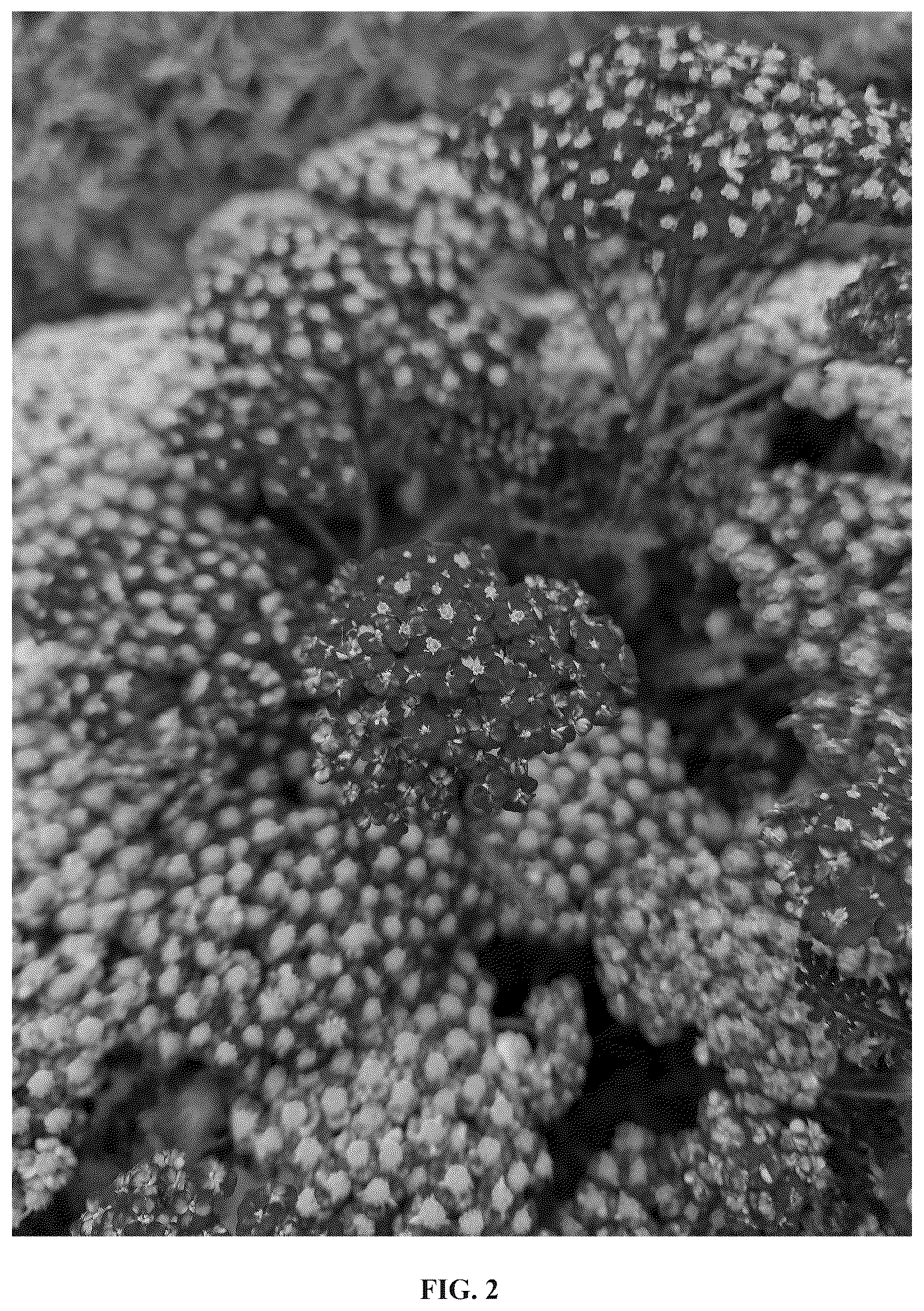 Patent USPP036989 Figure 2 – Achillea plant named ‘Versred’