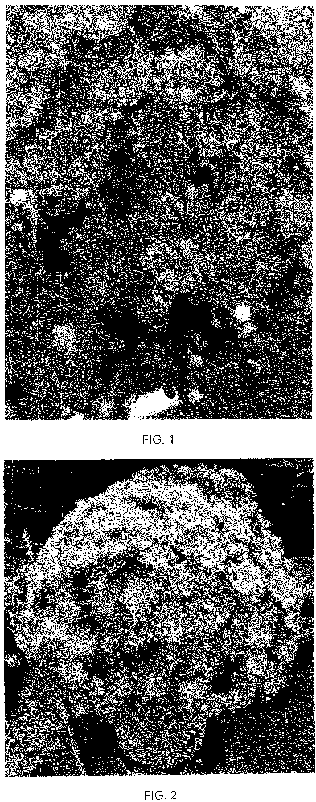 Patent USPP036990 Figure 1 – Chrysanthemum plant named ‘CIFZ0118’