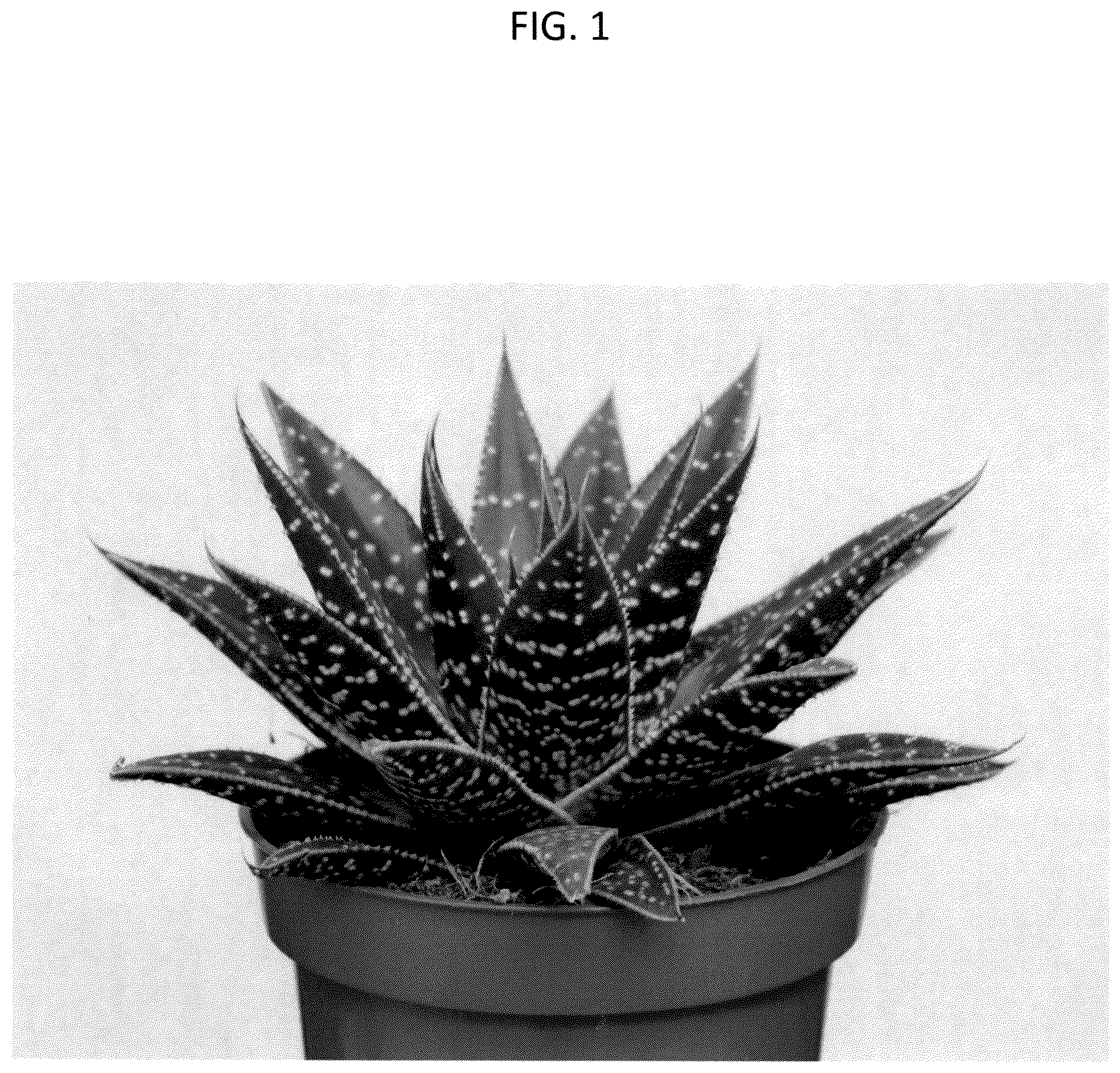 Patent USPP036991 — Aristeria plant named ‘OVROCKS17’ — Figure 1