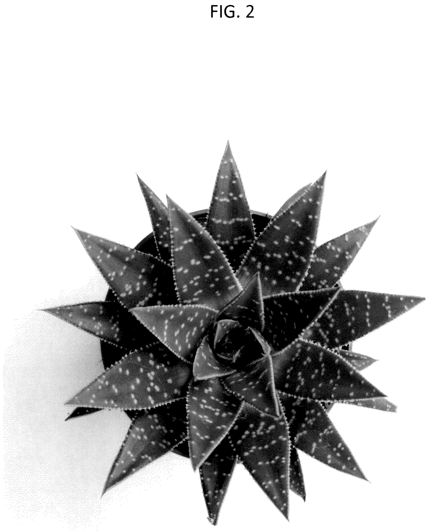 Patent USPP036991 Figure 2 – Aristeria plant named ‘OVROCKS17’