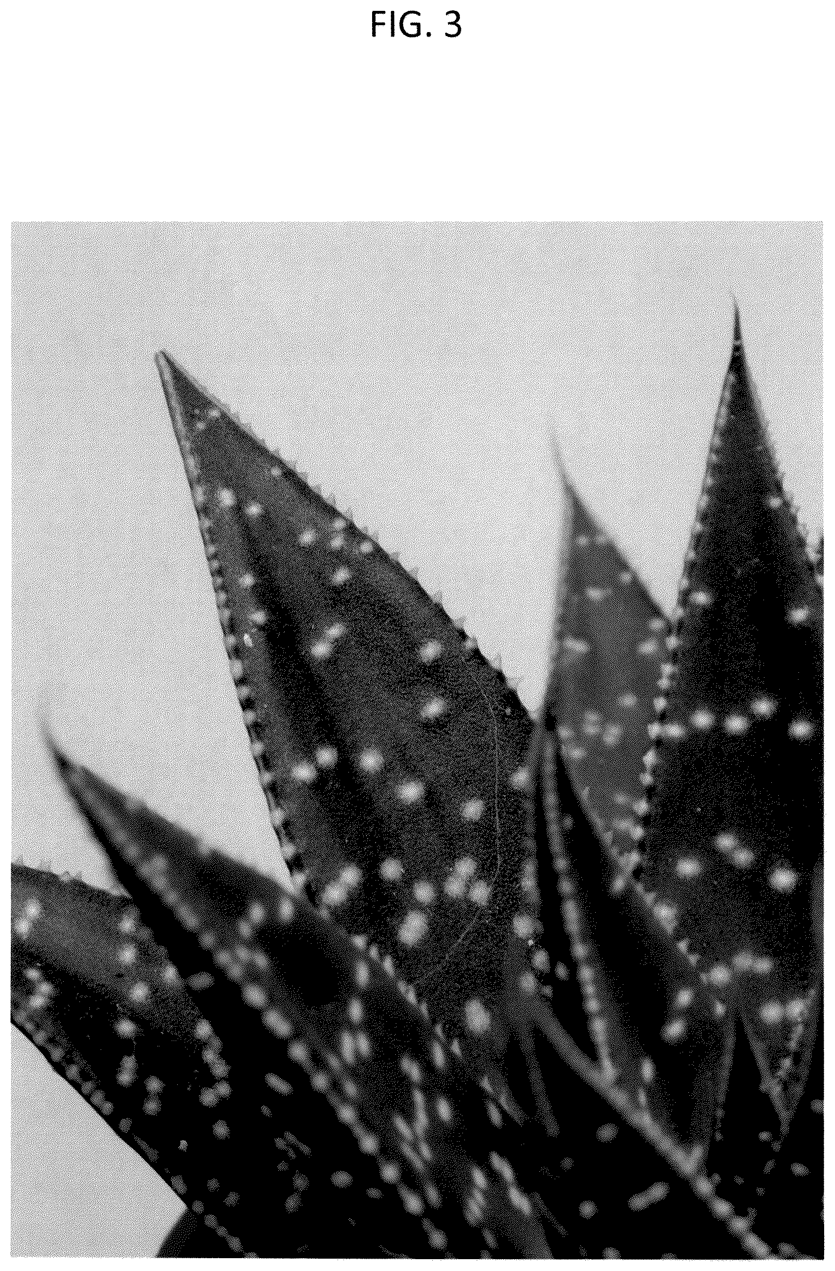 Patent USPP036991 Figure 3 – Aristeria plant named ‘OVROCKS17’