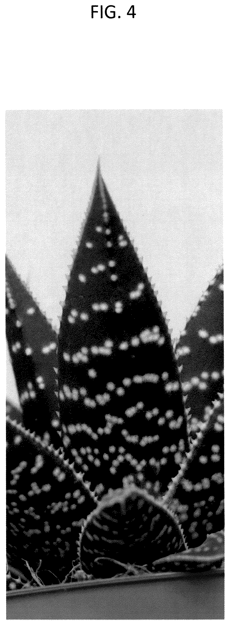 Patent USPP036991 Figure 4 – Aristeria plant named ‘OVROCKS17’