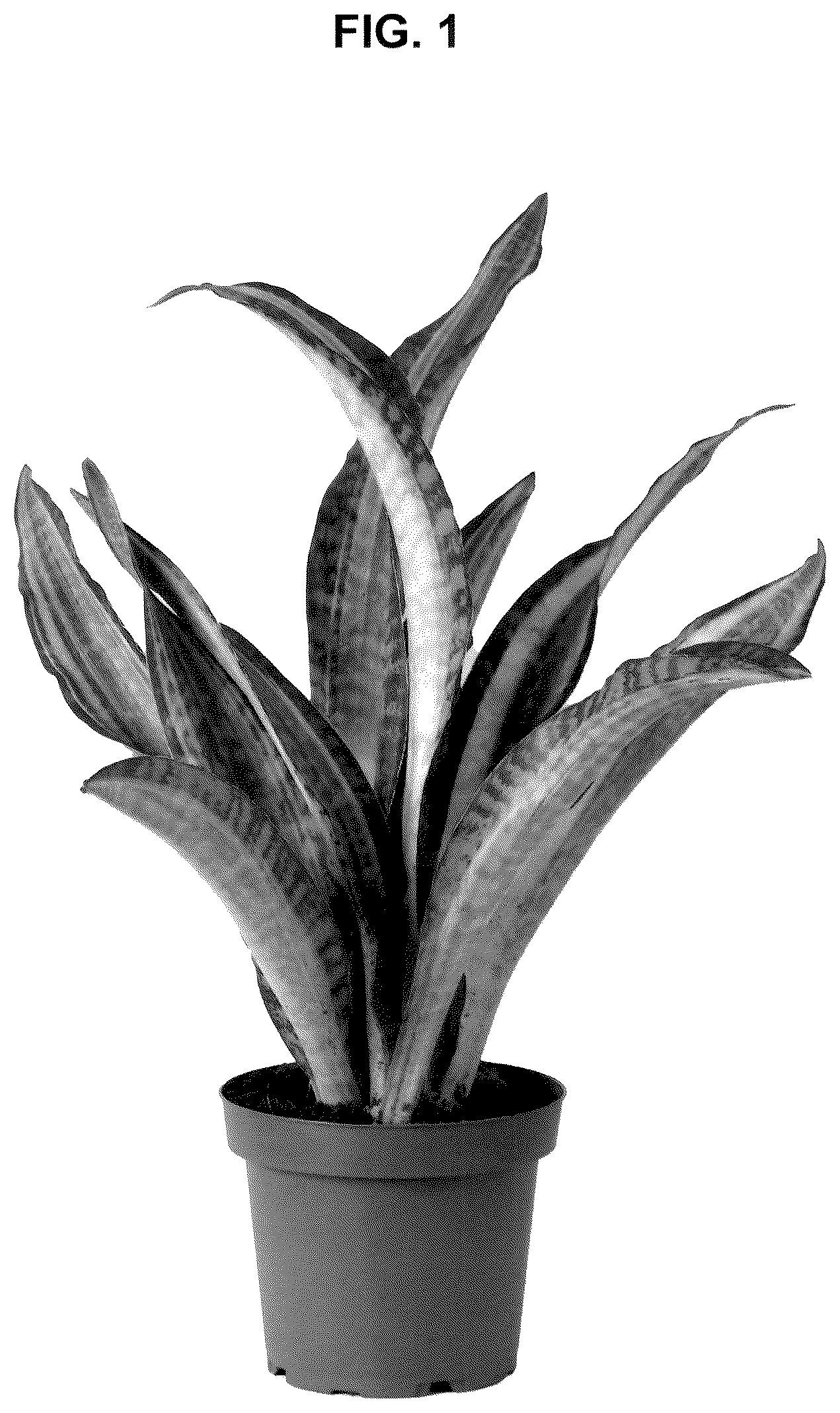 Patent USPP036992 Figure 1 – Sansevieria plant named ‘CANDLELIGHT’