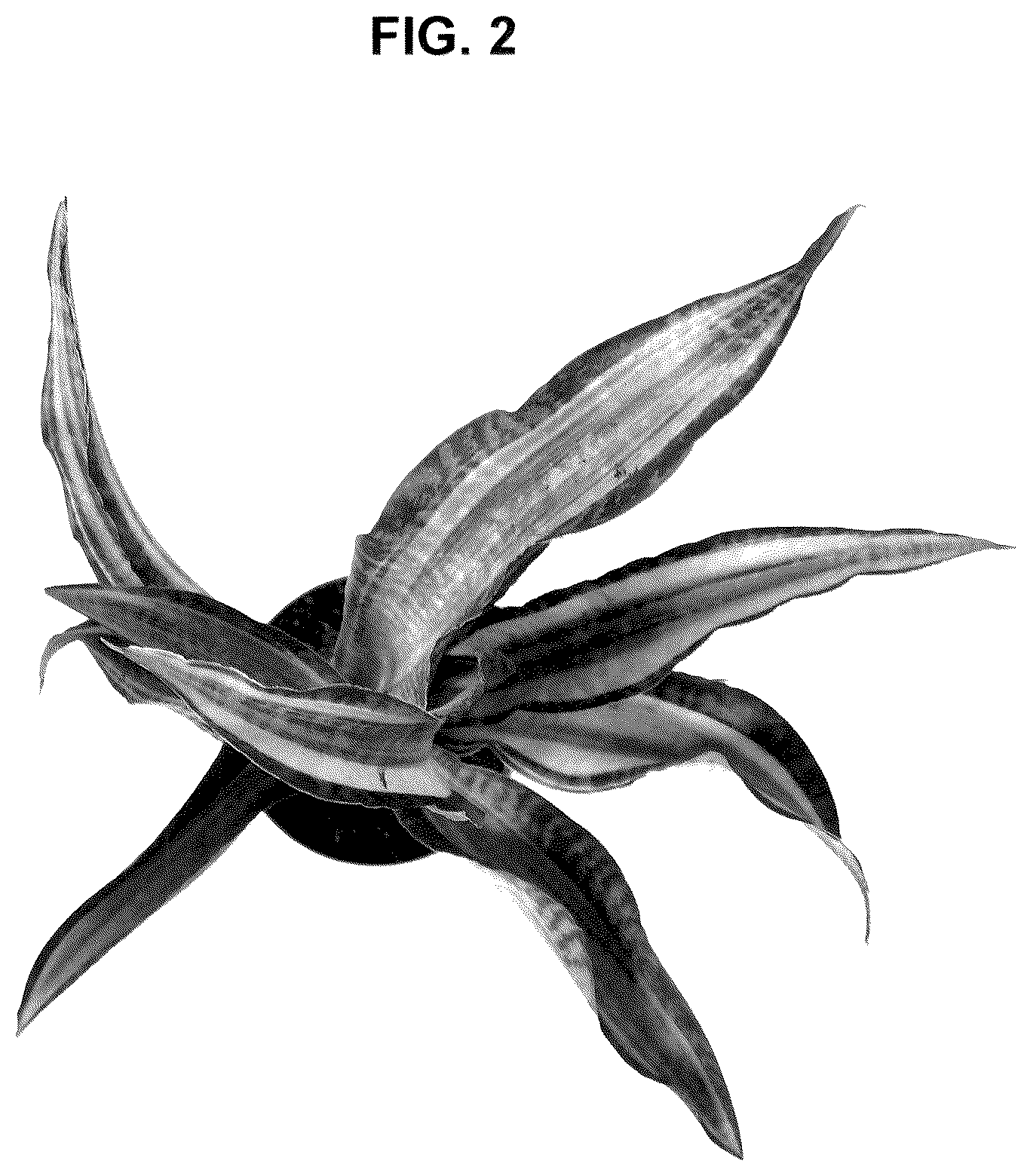 Patent USPP036992 Figure 2 – Sansevieria plant named ‘CANDLELIGHT’