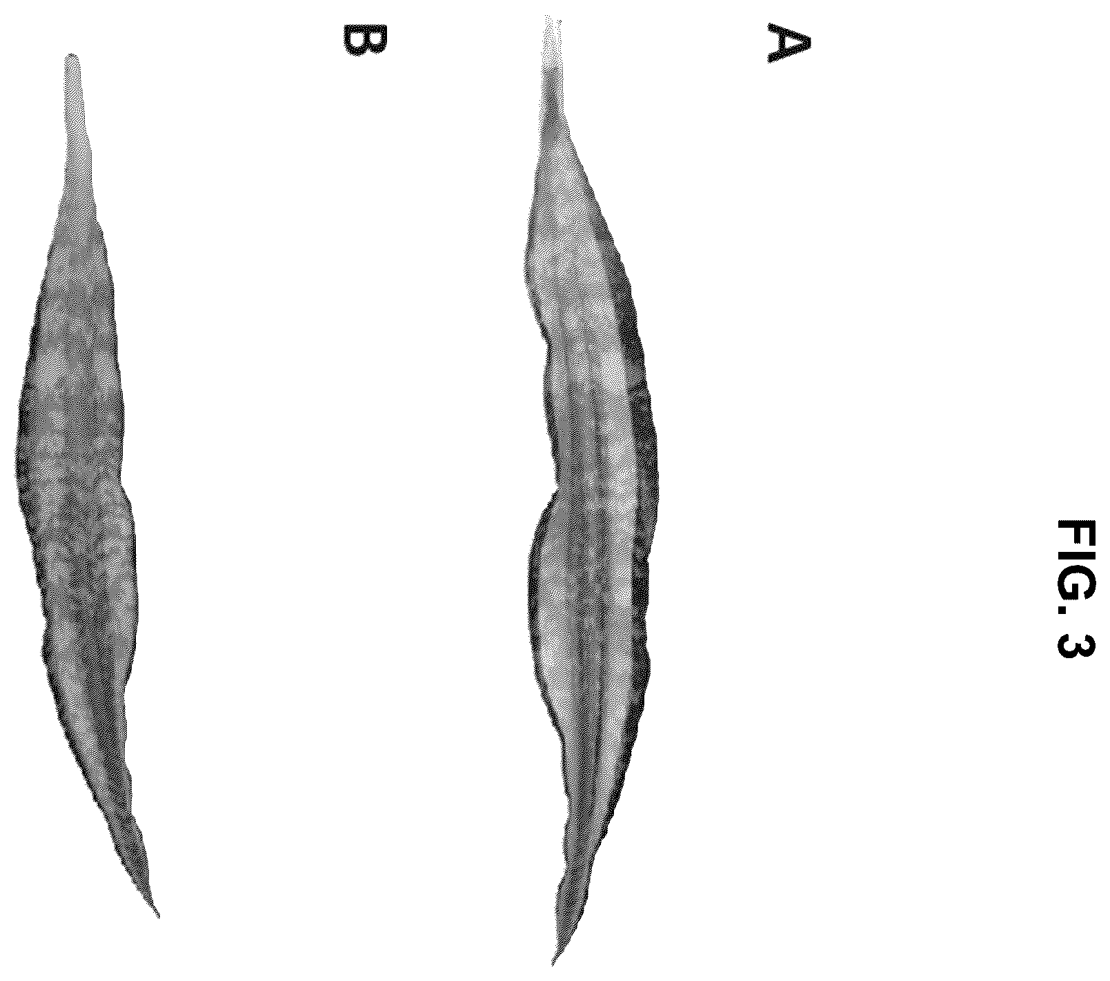 Patent USPP036992 Figure 3 – Sansevieria plant named ‘CANDLELIGHT’