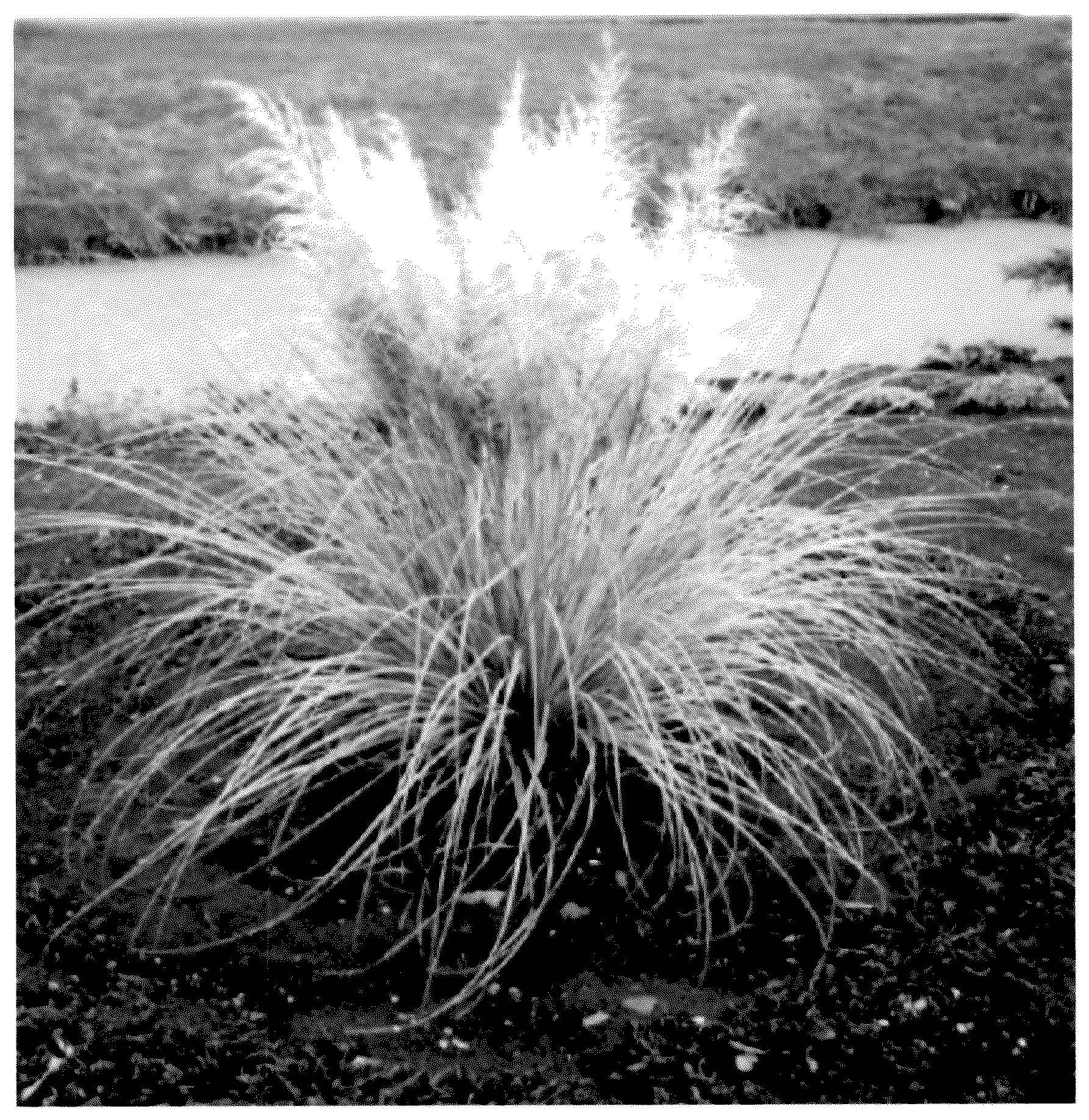 Patent USPP036993 Figure 1 – Cortaderia plant named ‘Day20’