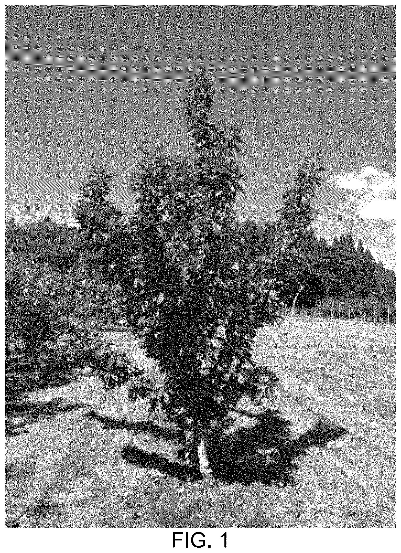 Patent USPP037032 Figure 1 – Apple tree named ‘BENITSURUGI’