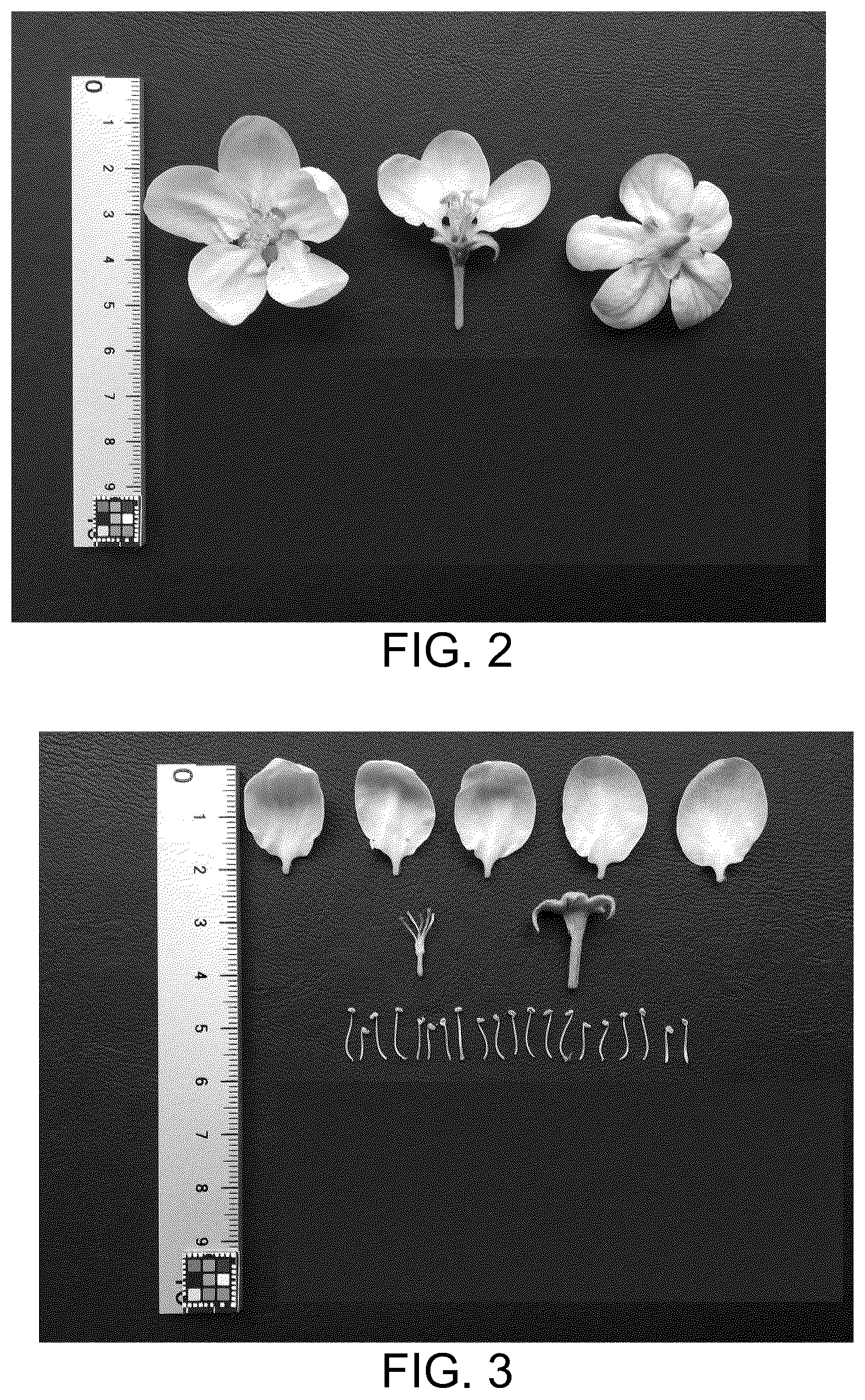 Patent USPP037032 Figure 2 – Apple tree named ‘BENITSURUGI’