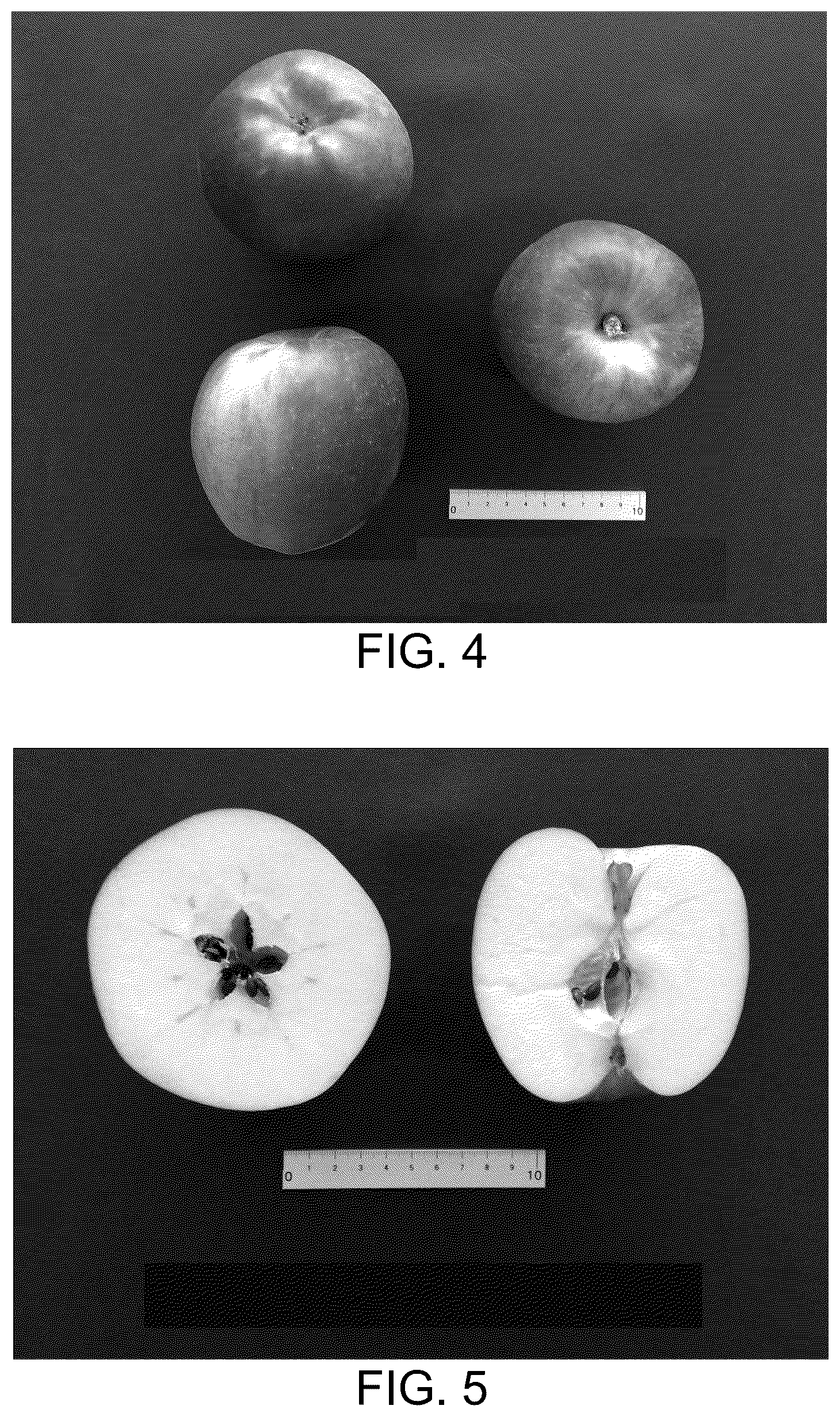 Patent USPP037032 Figure 3 – Apple tree named ‘BENITSURUGI’