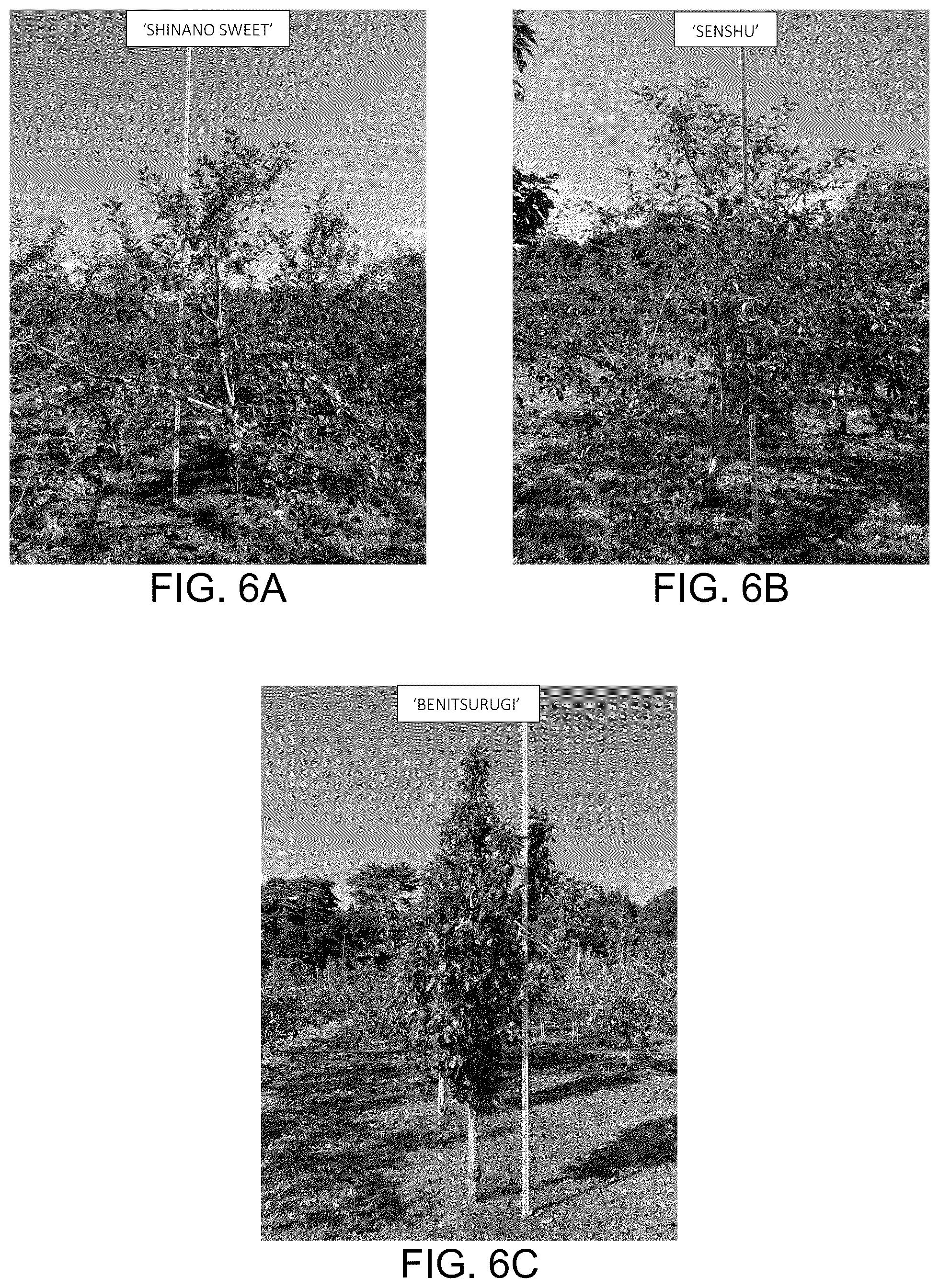 Patent USPP037032 Figure 4 – Apple tree named ‘BENITSURUGI’
