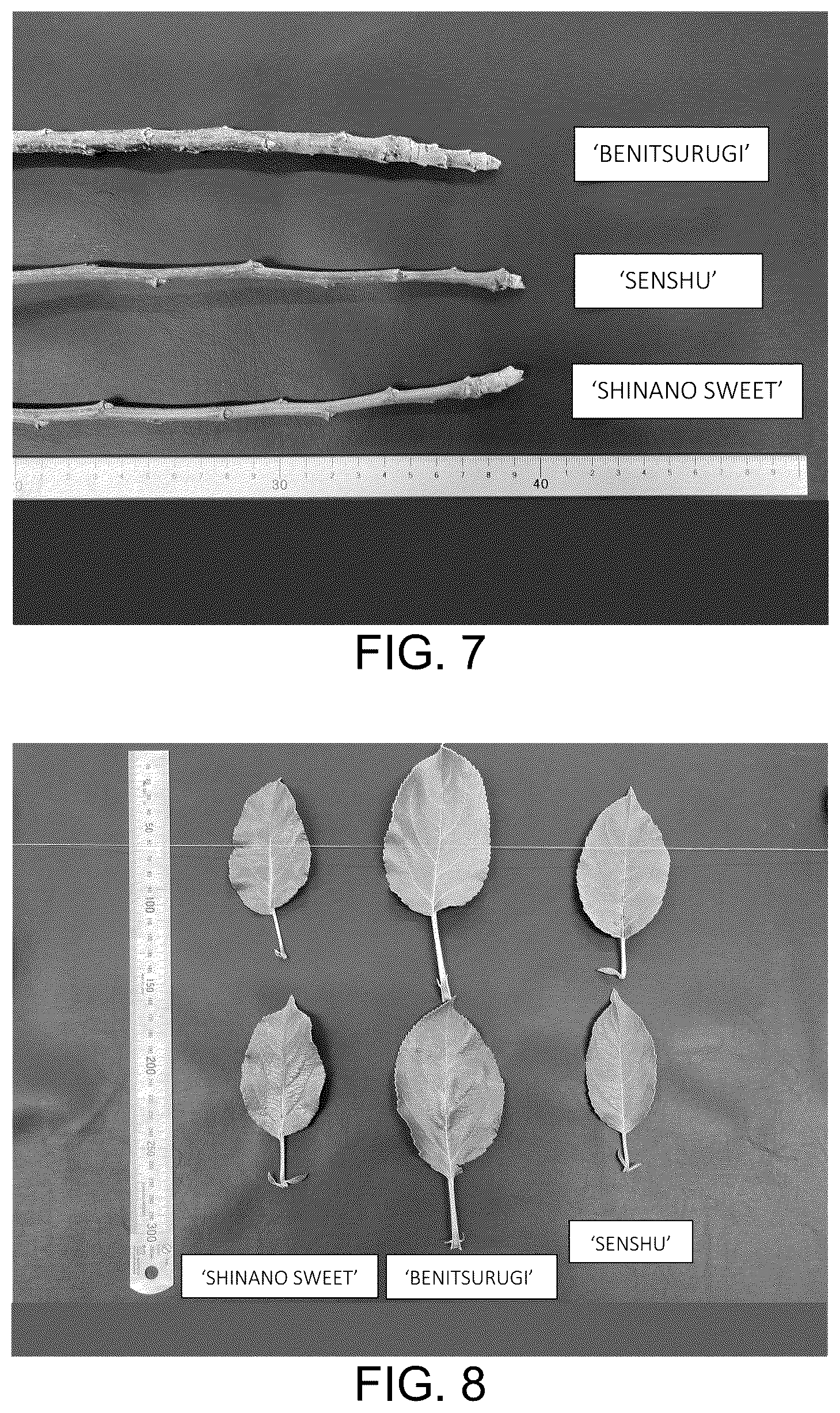 Patent USPP037032 Figure 5 – Apple tree named ‘BENITSURUGI’